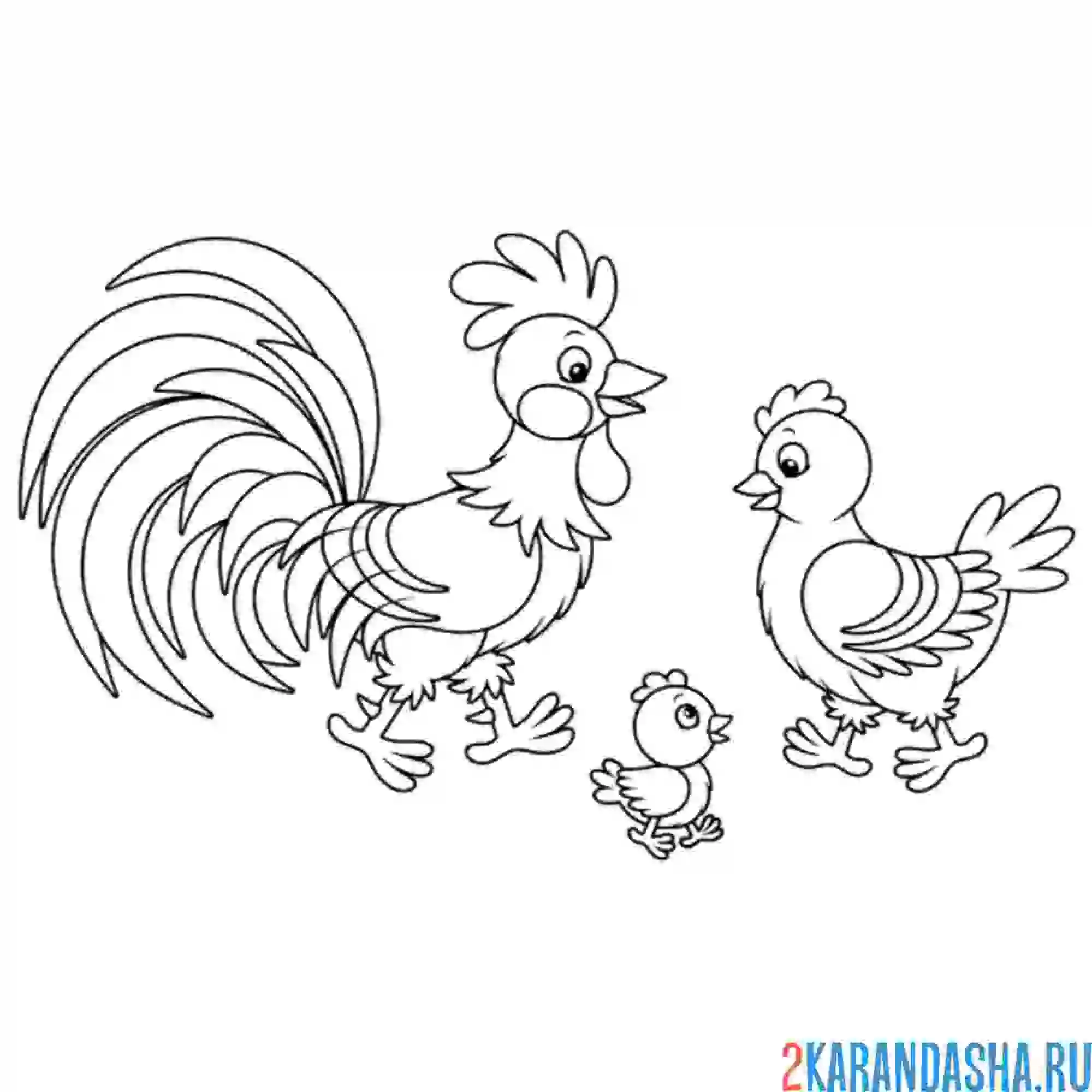 Раскраска папа петух, мама курица и цыпленок