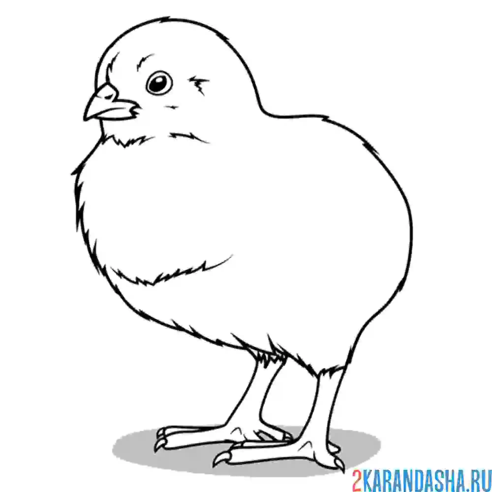 Раскраска настоящий цыпленок