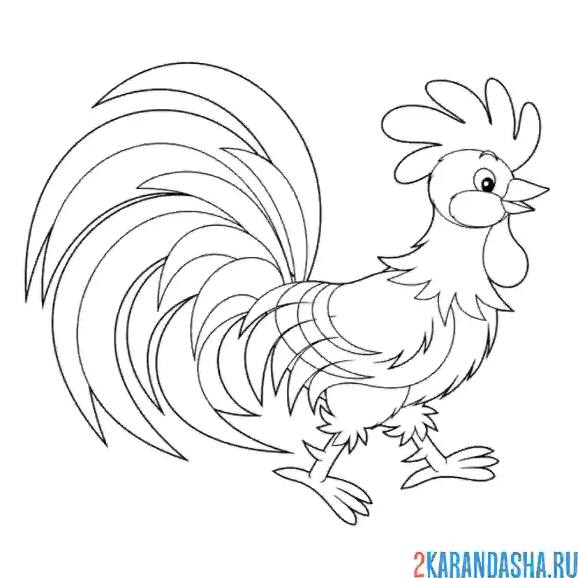 Раскраска важный петух