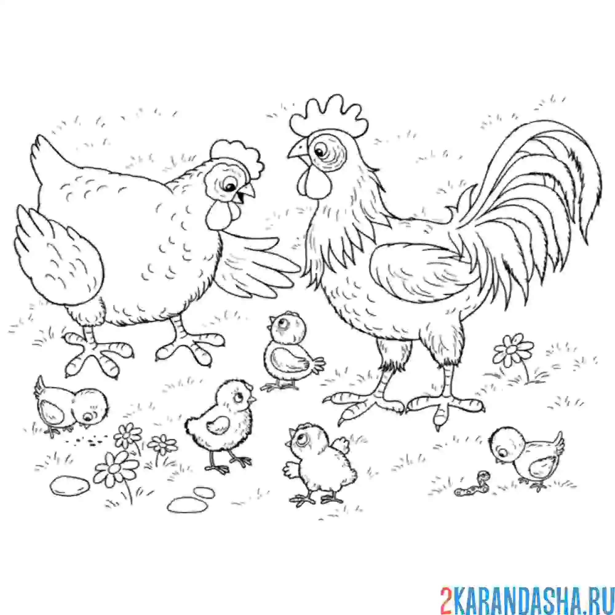 Раскраска семья петух, курица и цыплята