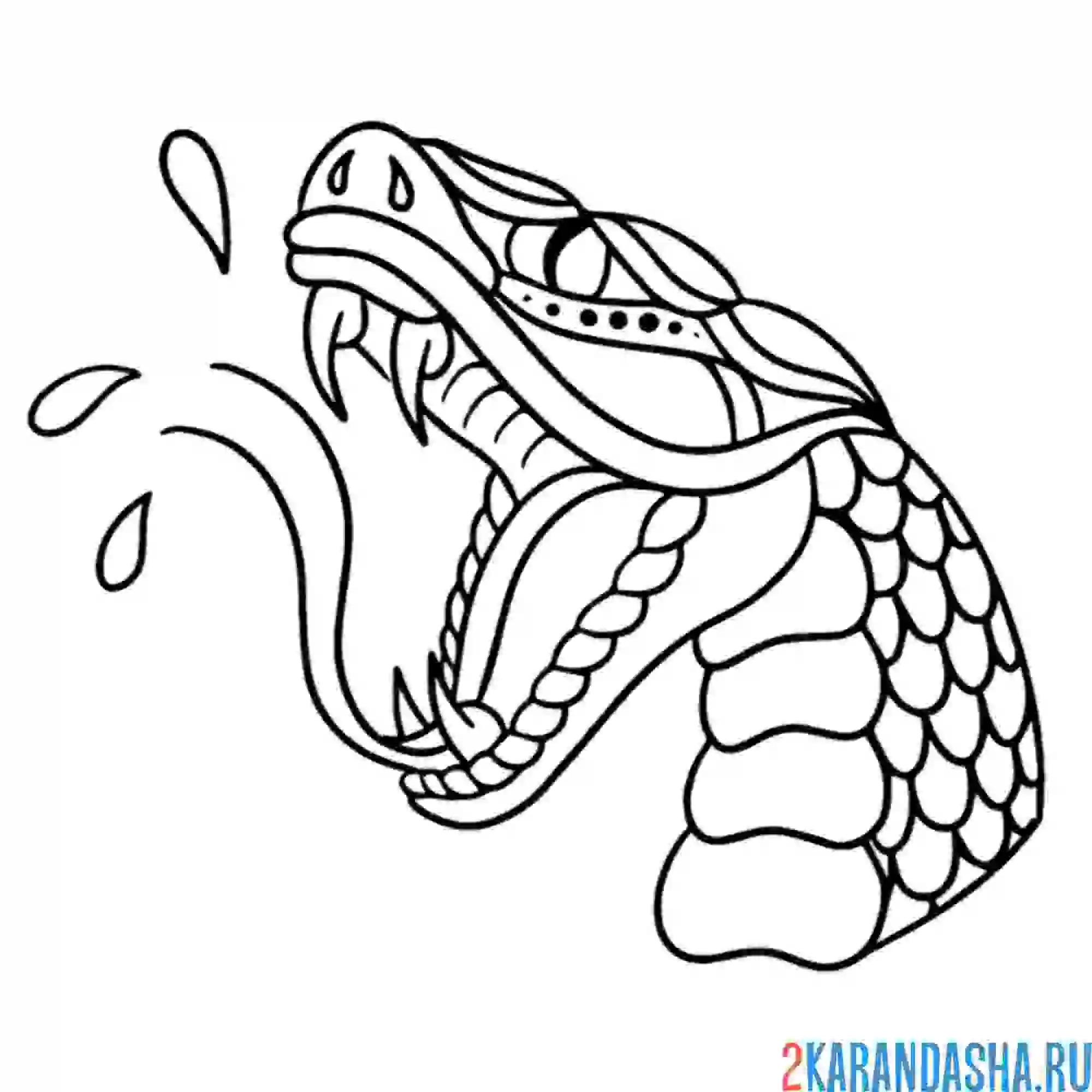 Раскраска опасная гадюка