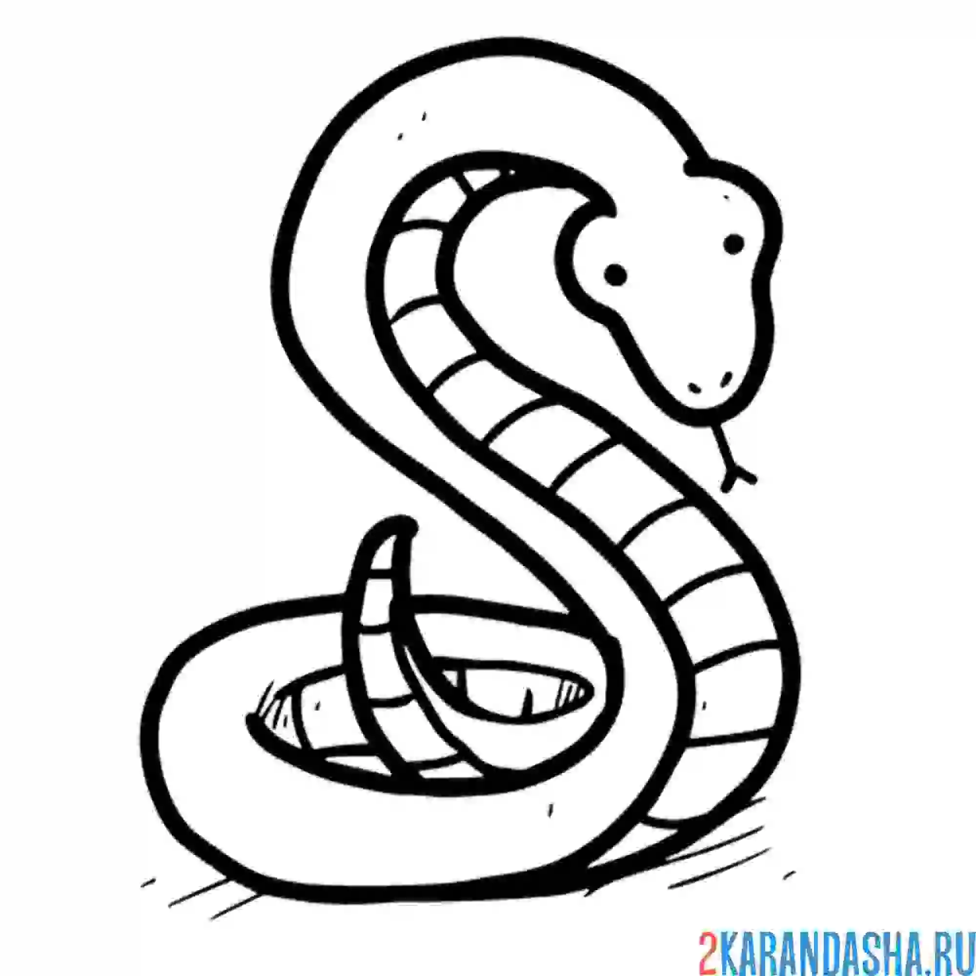 Раскраска змея может быть опасной