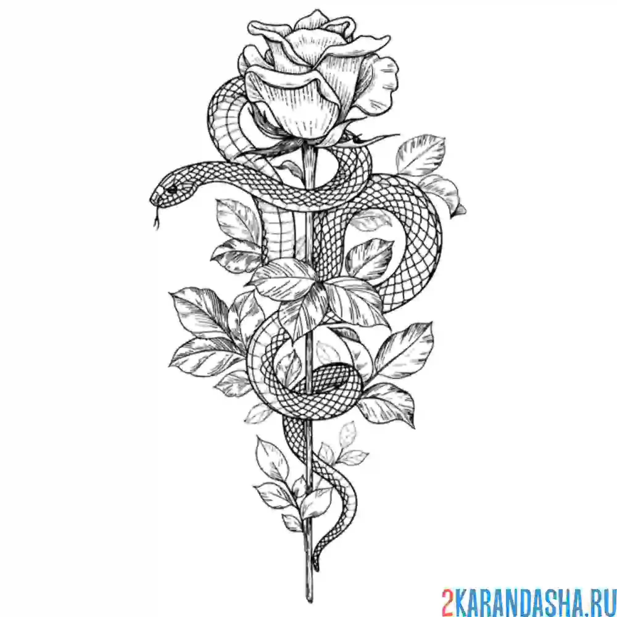 Раскраска змея на розе