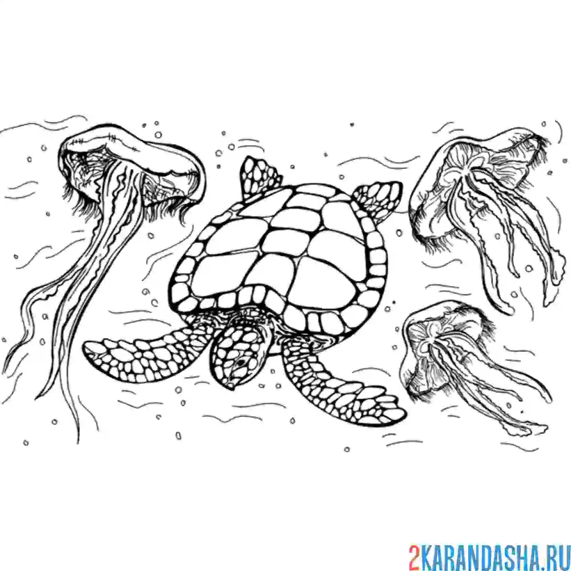 Раскраска морские черепахи и медузы