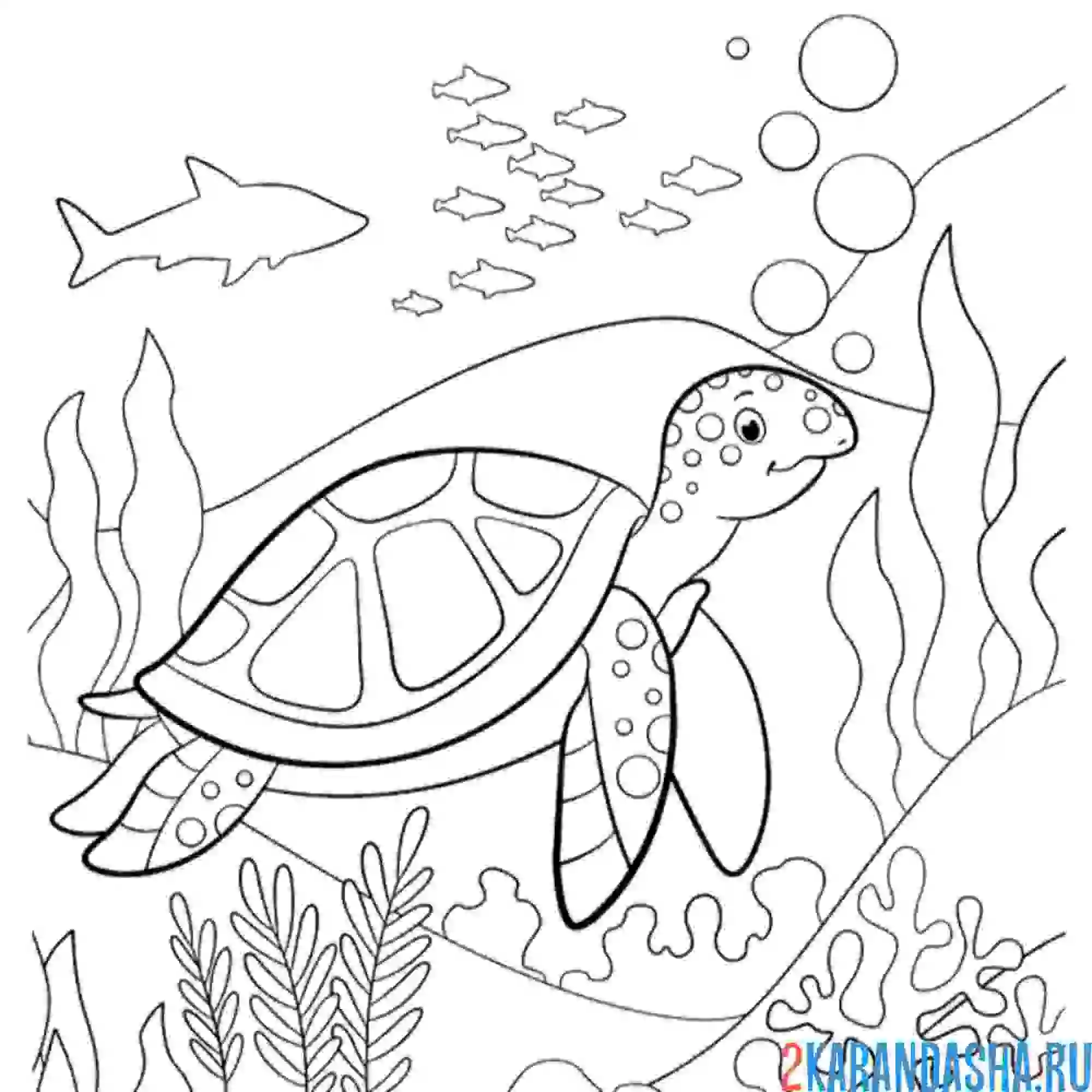 Раскраска подводный мир черепахи