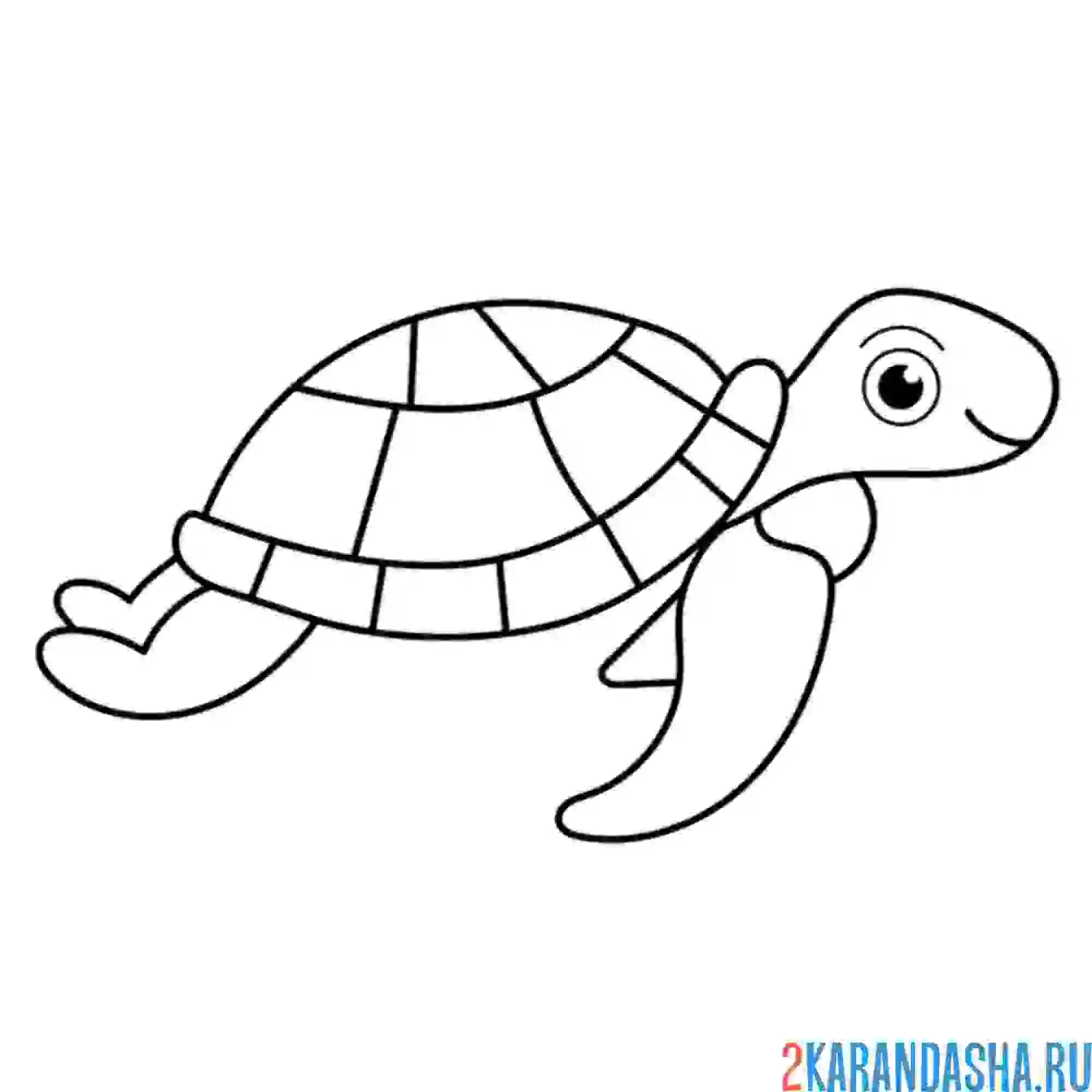 Раскраска рисунок черепахи
