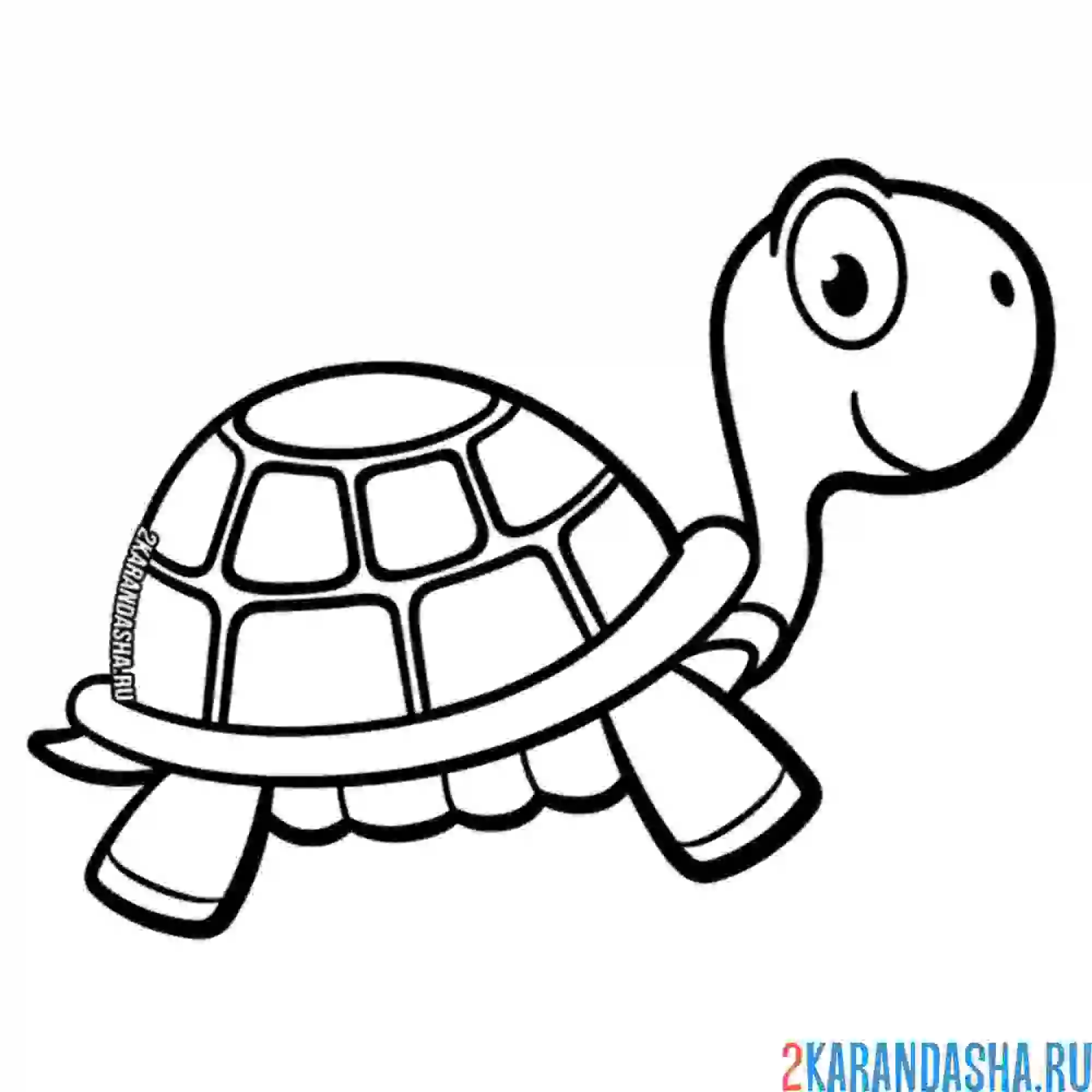 Раскраска черепаха сухопутная