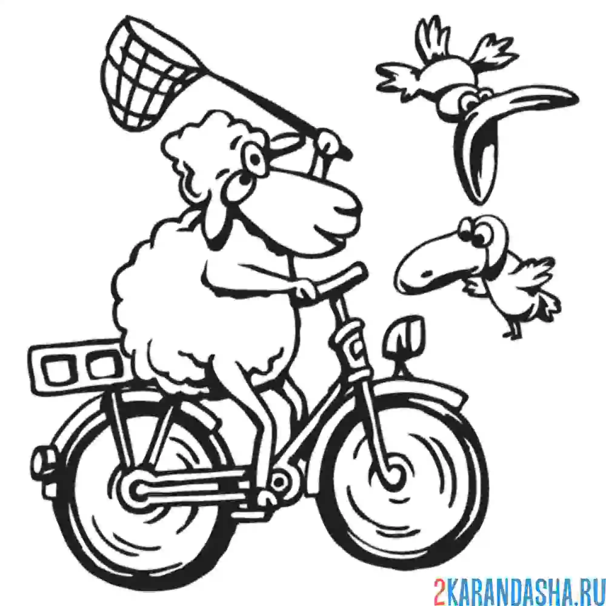 Раскраска барашек на велосипеде