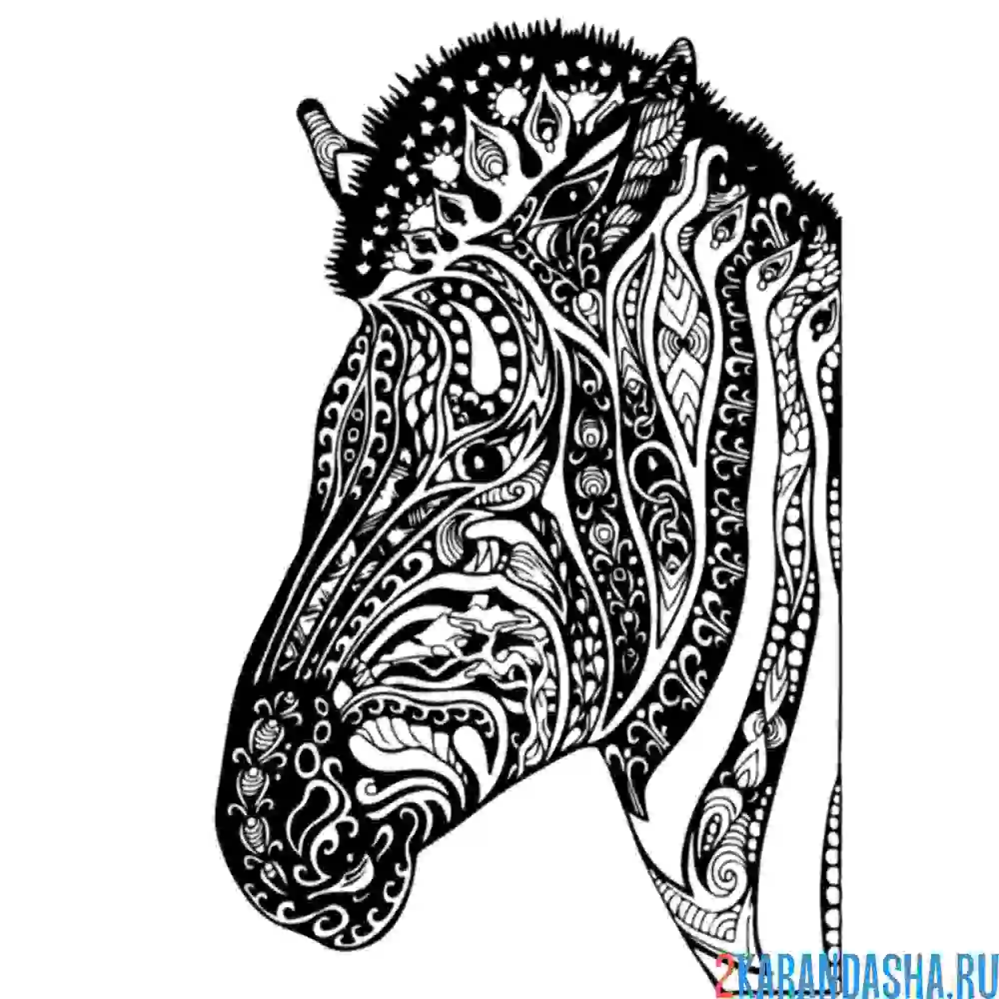 Раскраска зебра африканская