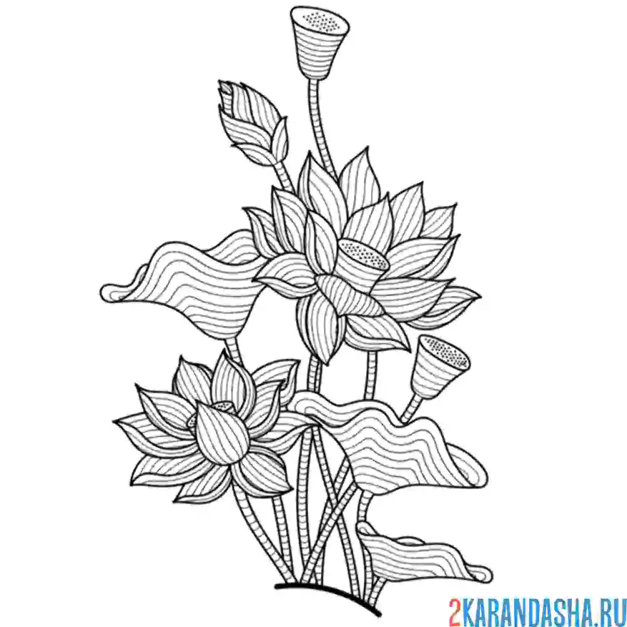 Раскраска лотос цветок антистресс
