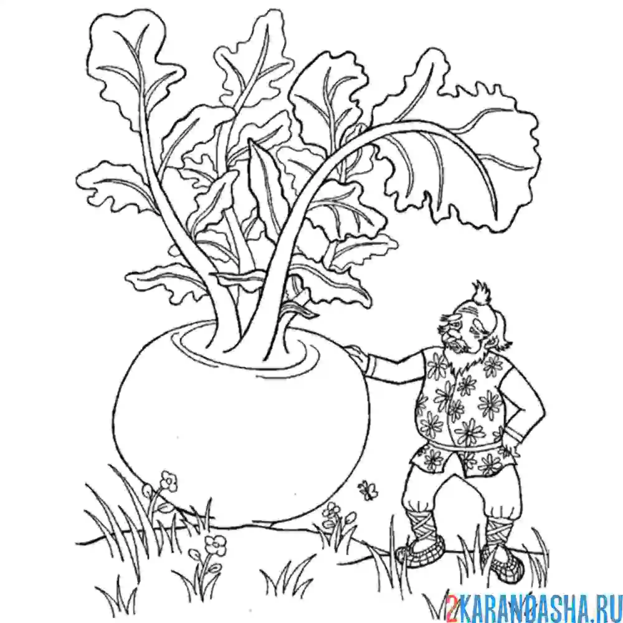 Раскраска выросла репка большая