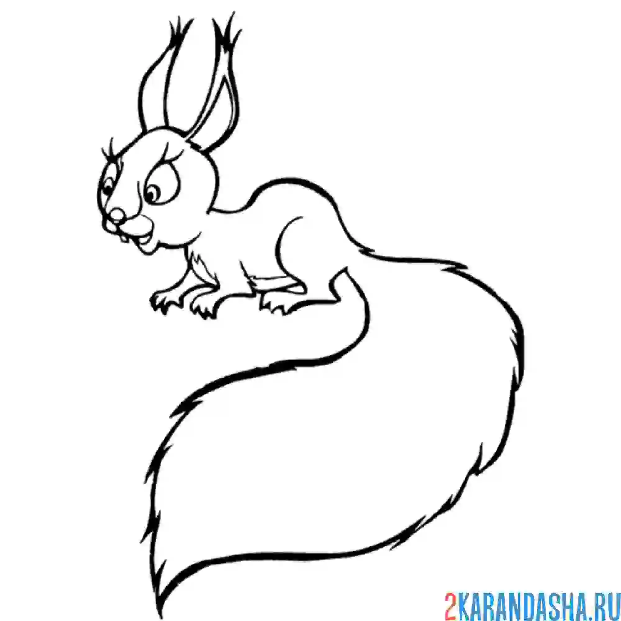 Раскраска белочка что-то увидела