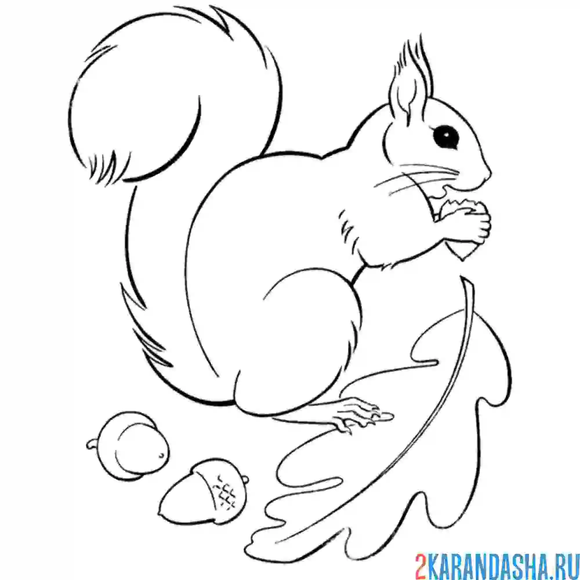 Раскраска белочка и желудь