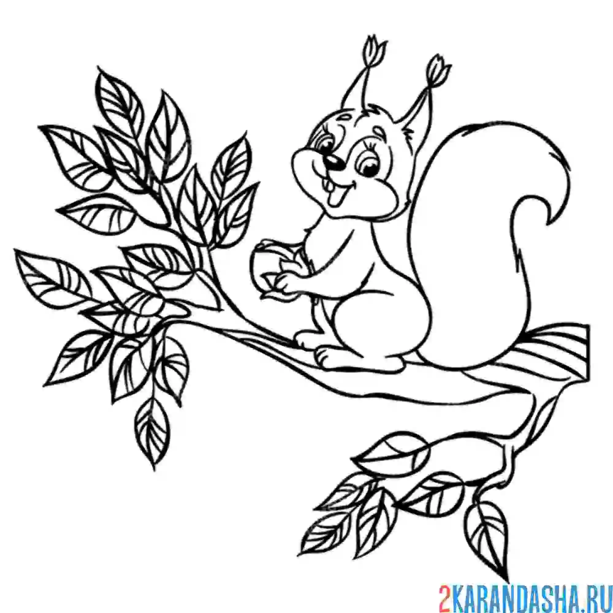 Раскраска белка на ветке с орехом