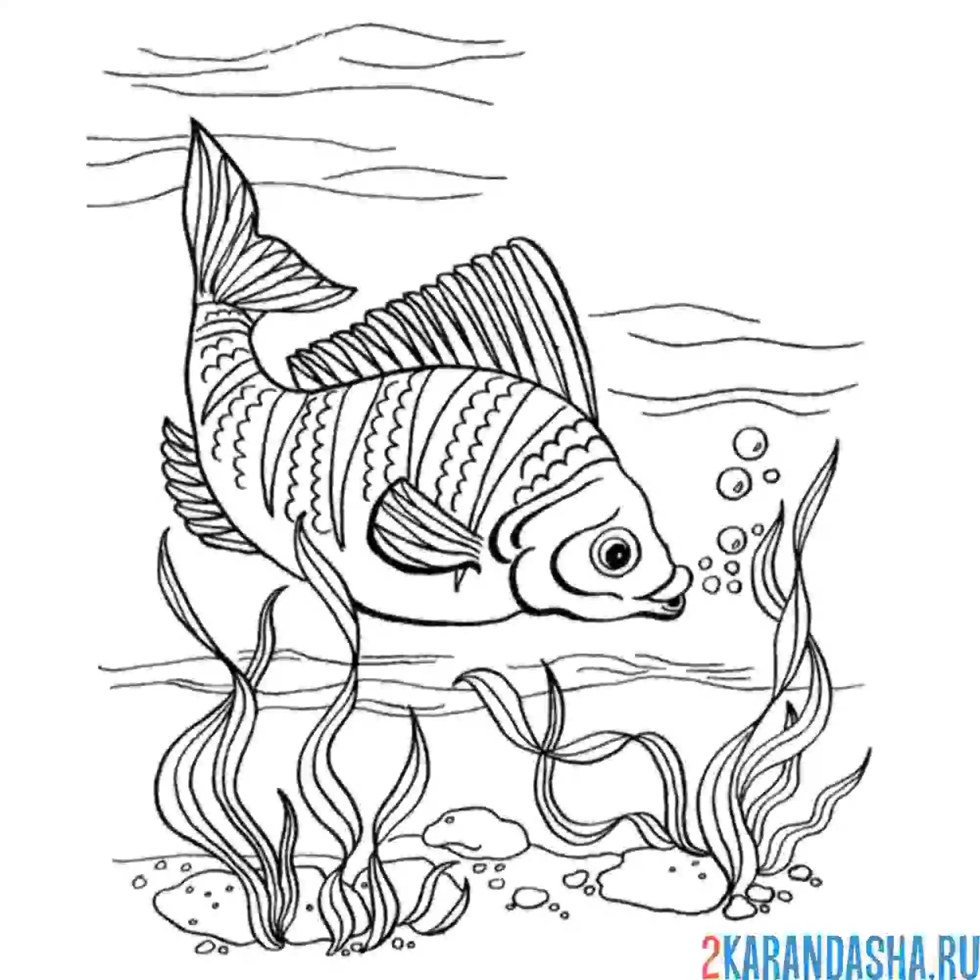 Раскраска рыба речная под водой