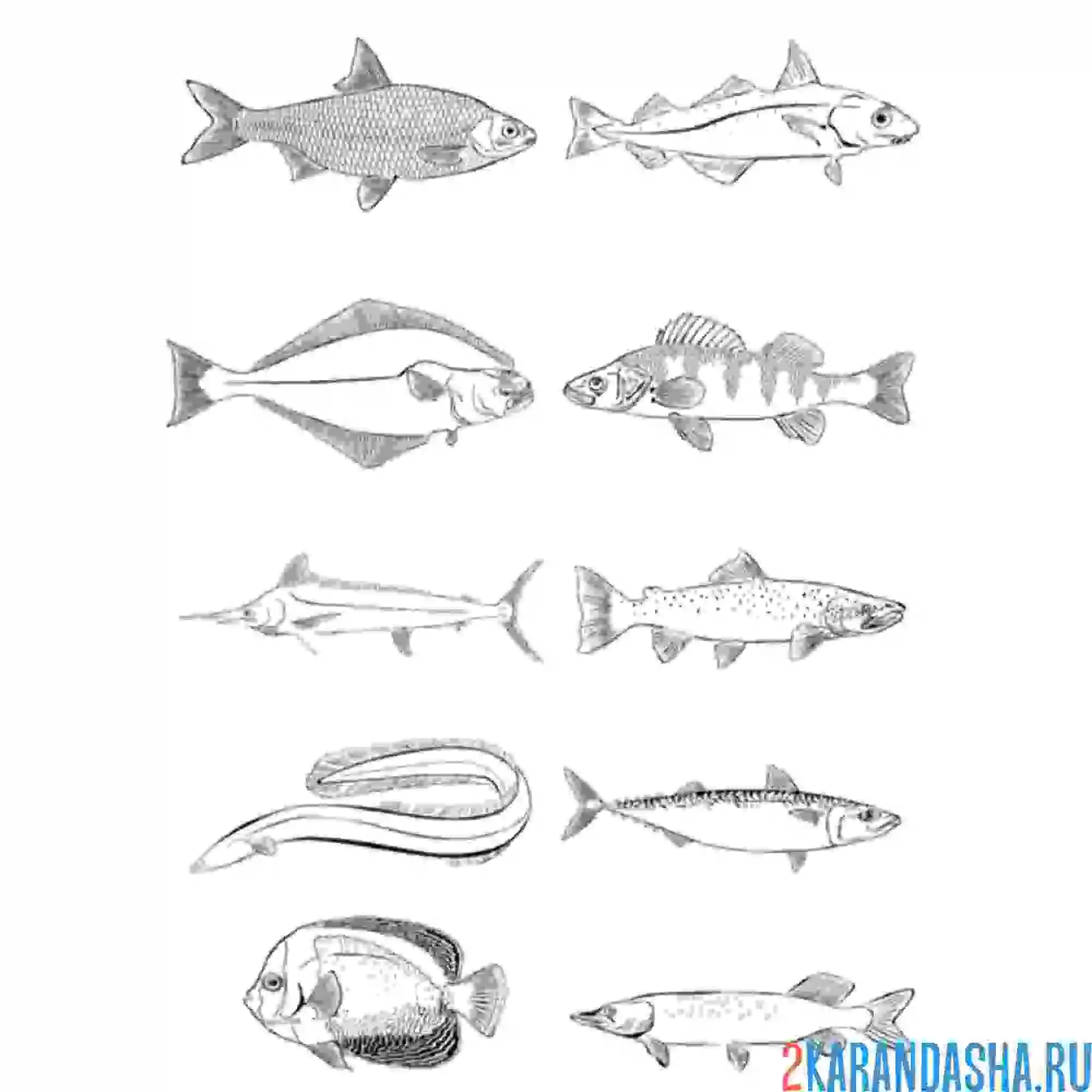 Раскраска известные рыбы