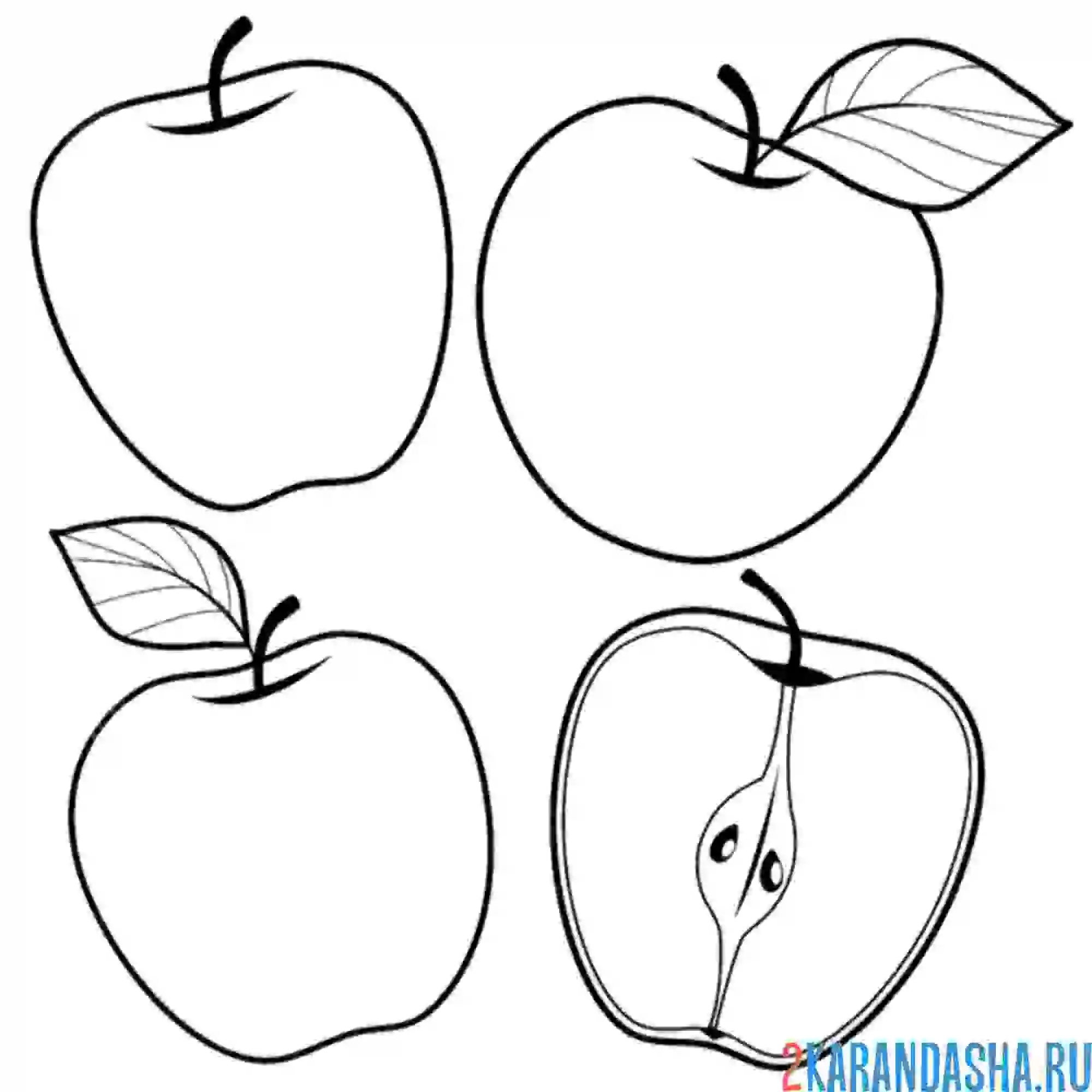 Раскраска яблоко с разных сторон