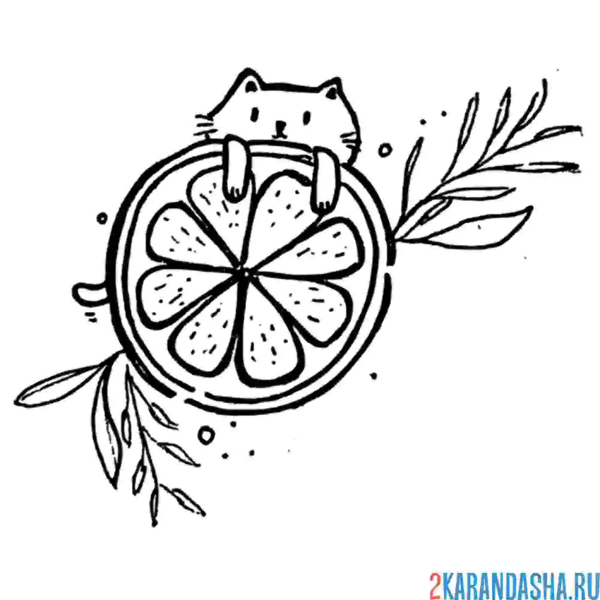 Раскраска смешной кот за апельсином