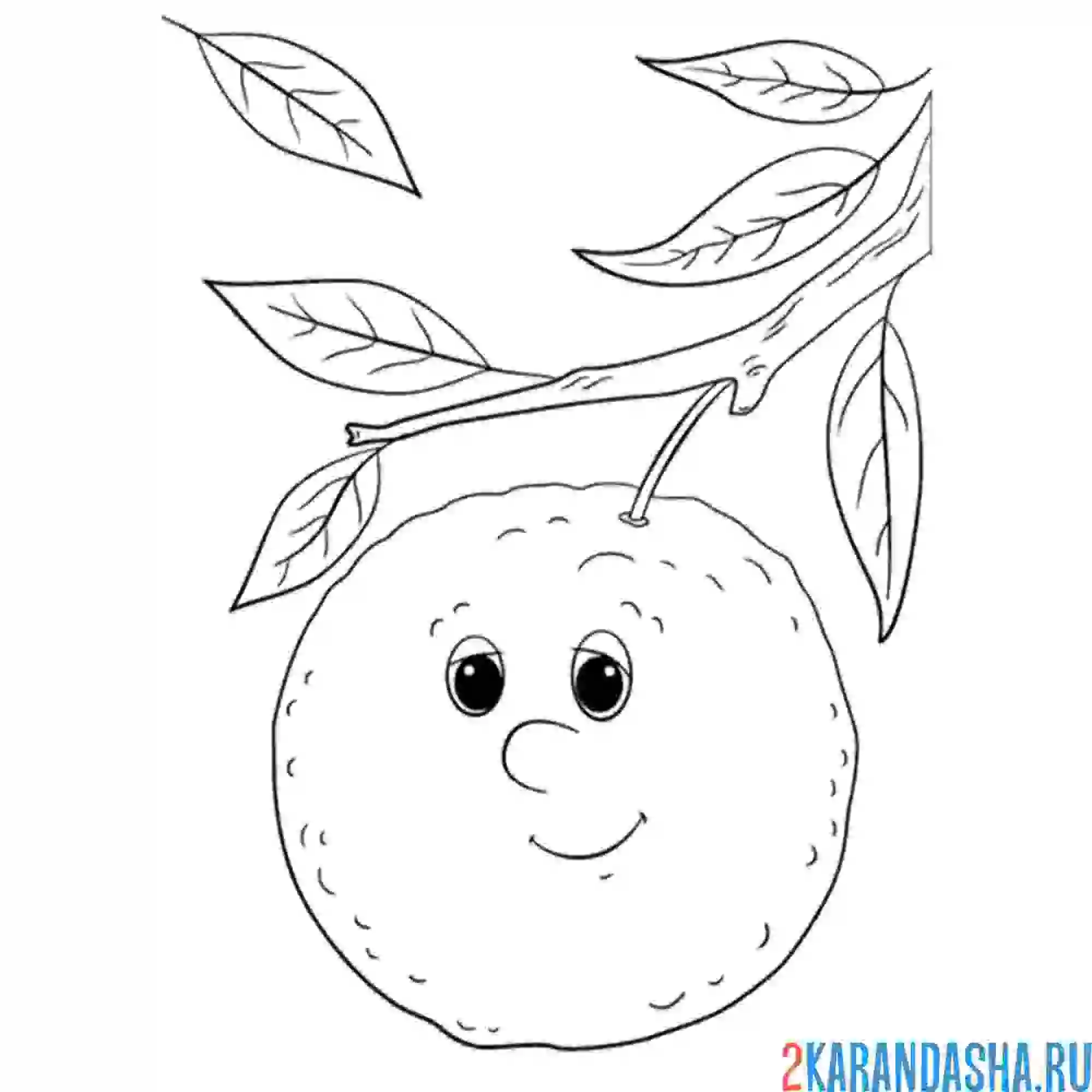 Раскраска апельсин с глазками на ветке