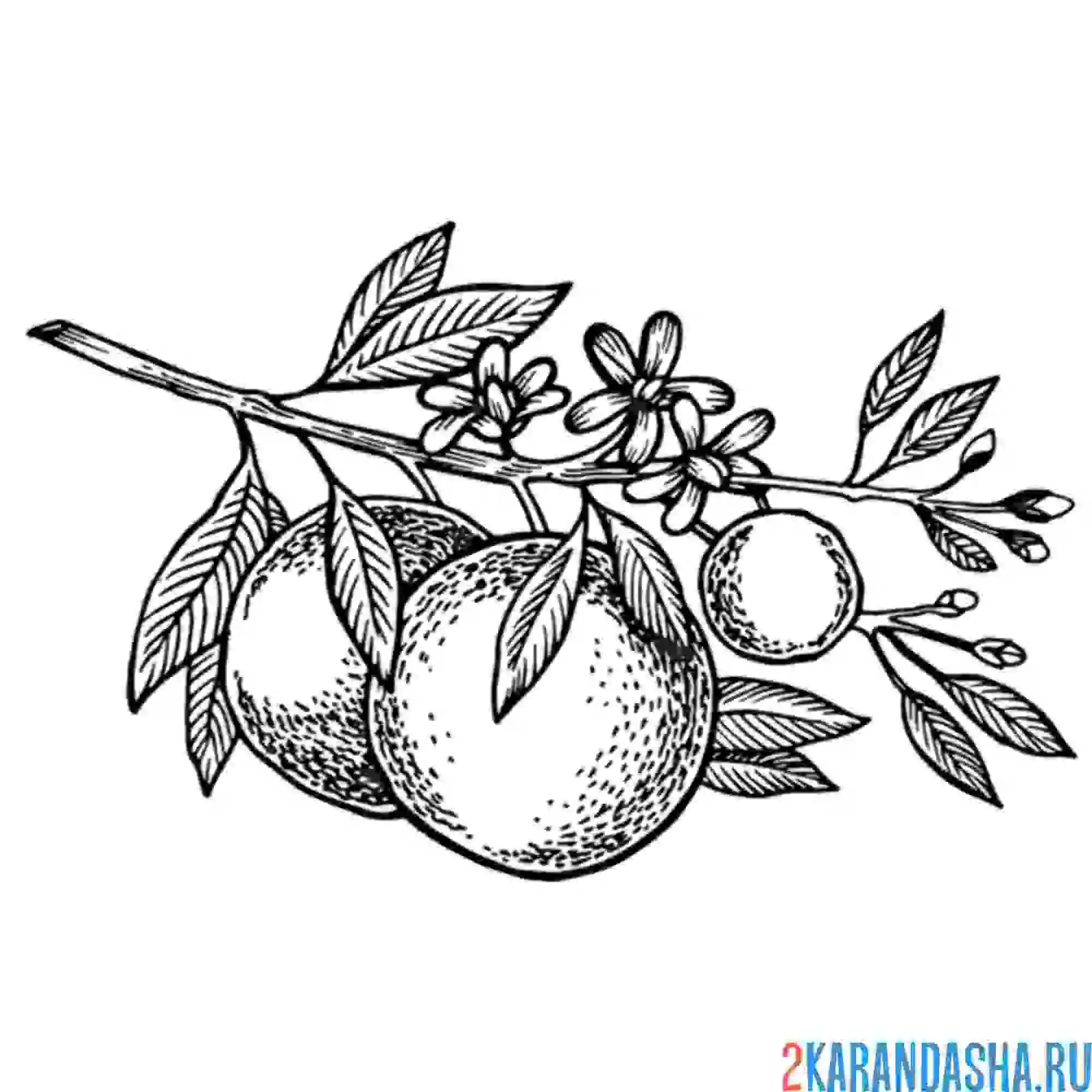 Раскраска ветка апельсиновая