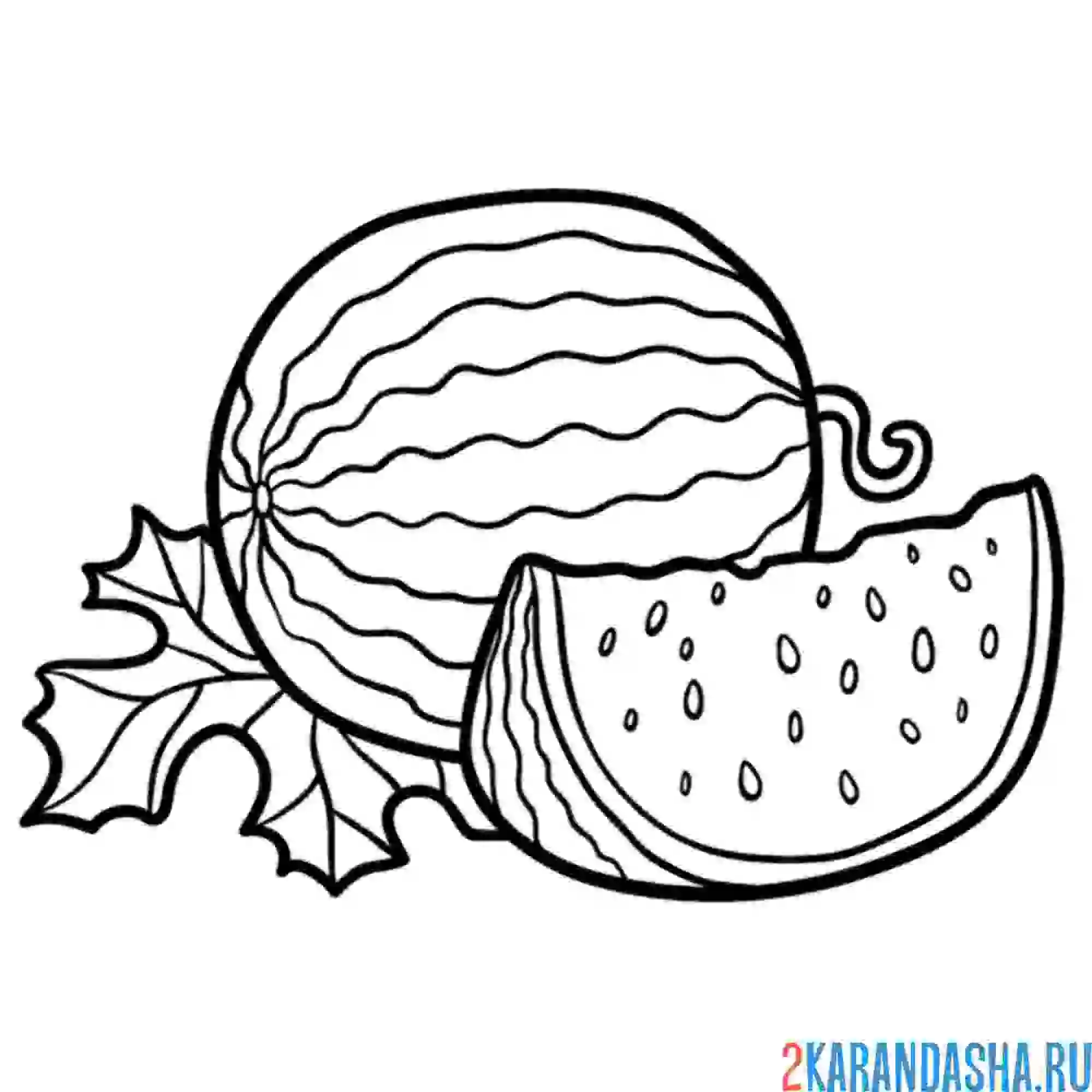 Раскраска арбуз в огороде