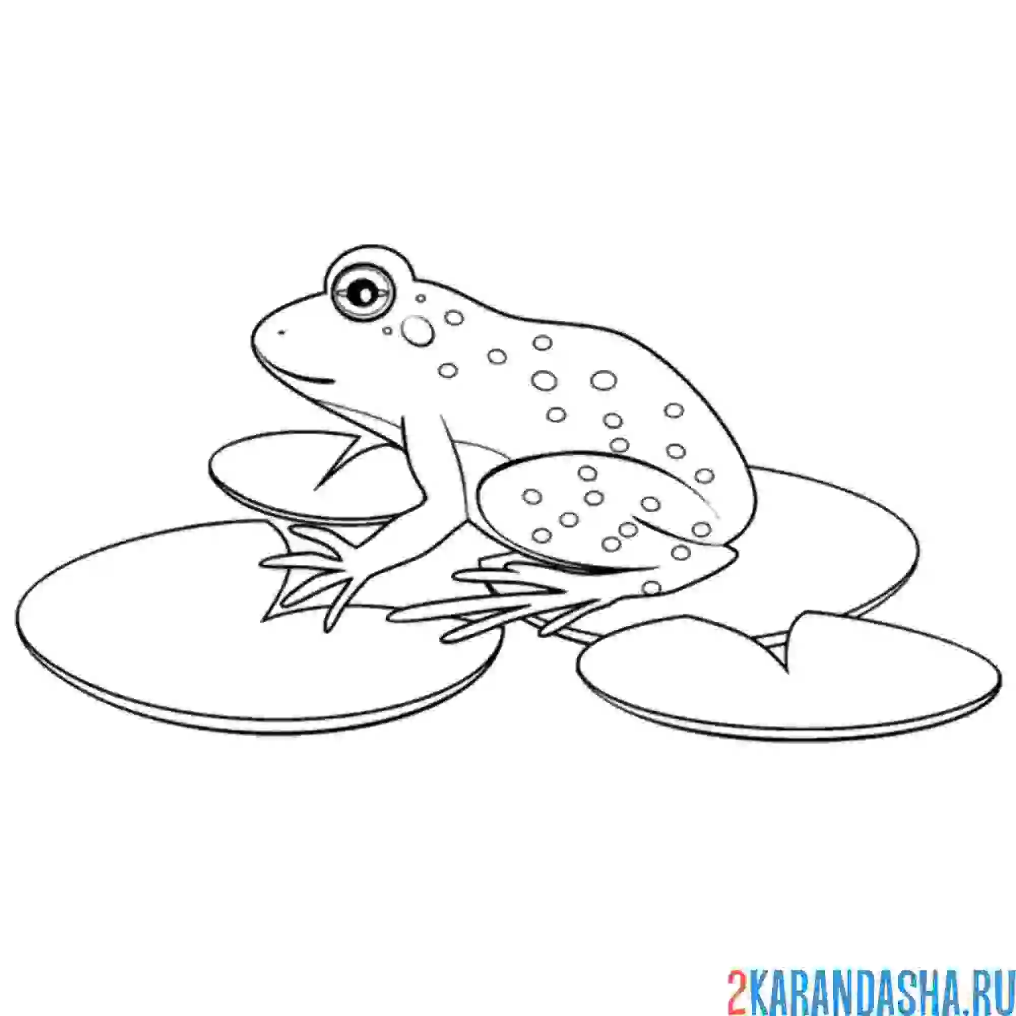 Раскраска лягушка жаба