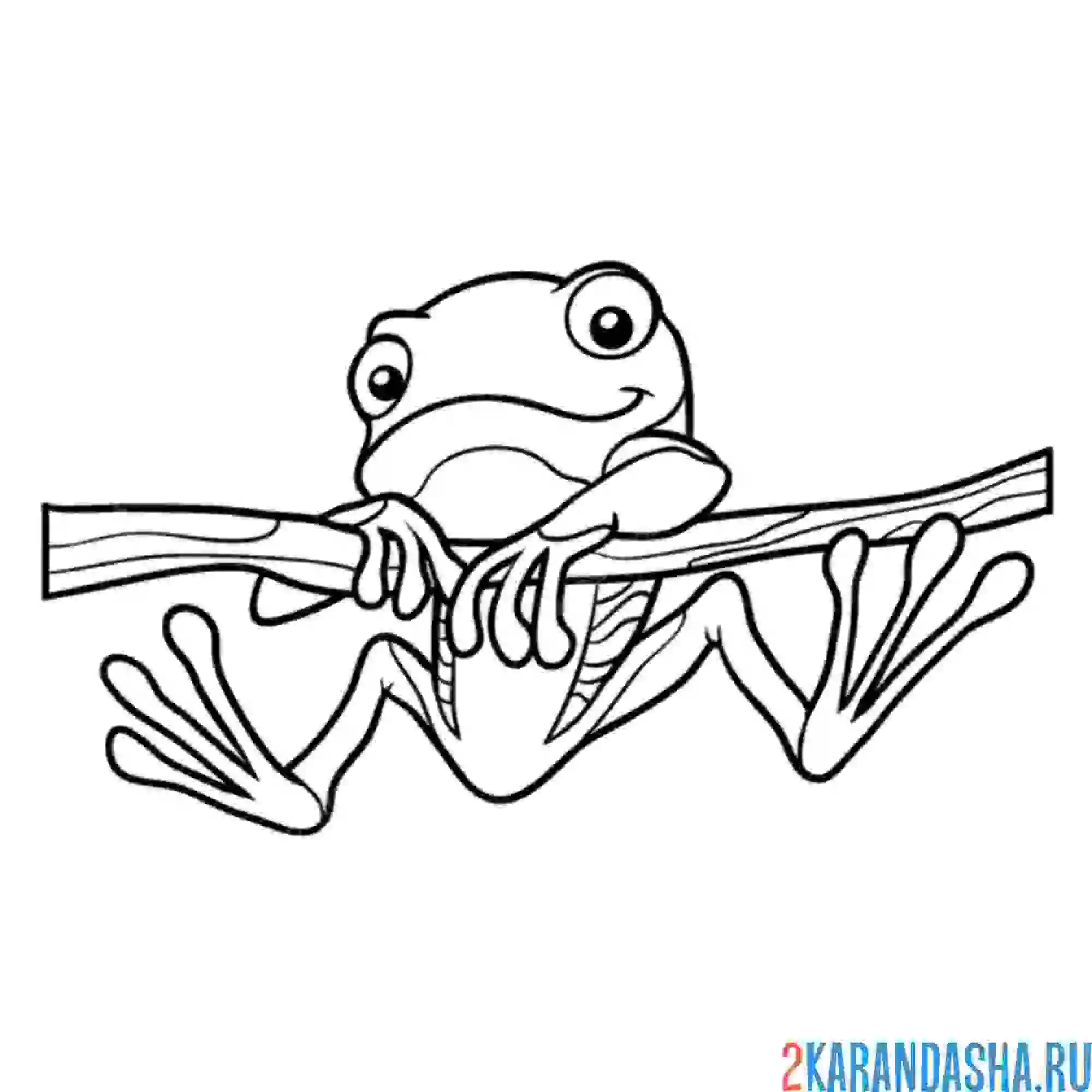 Раскраска лягушка на ветке
