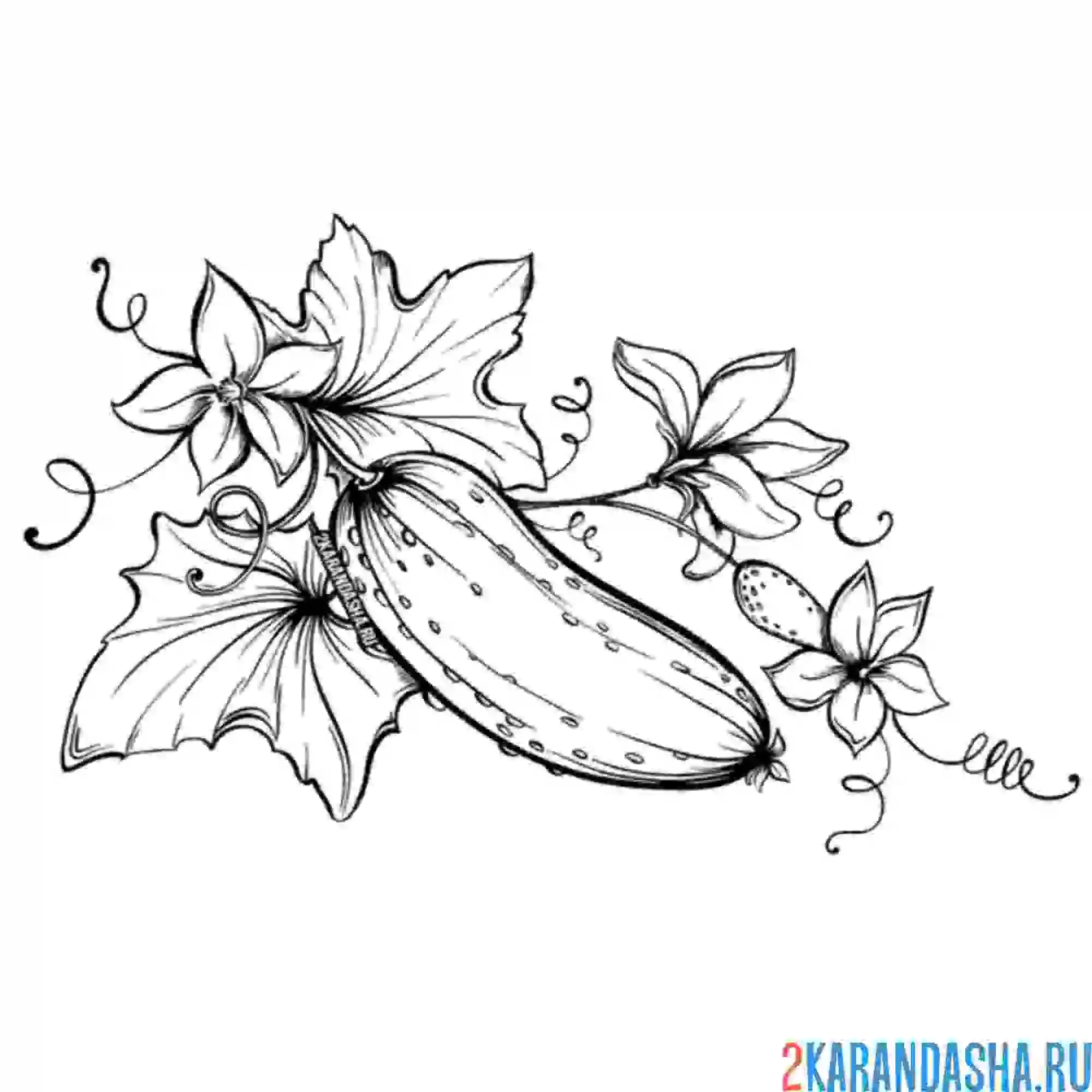 Раскраска огурец с листьями