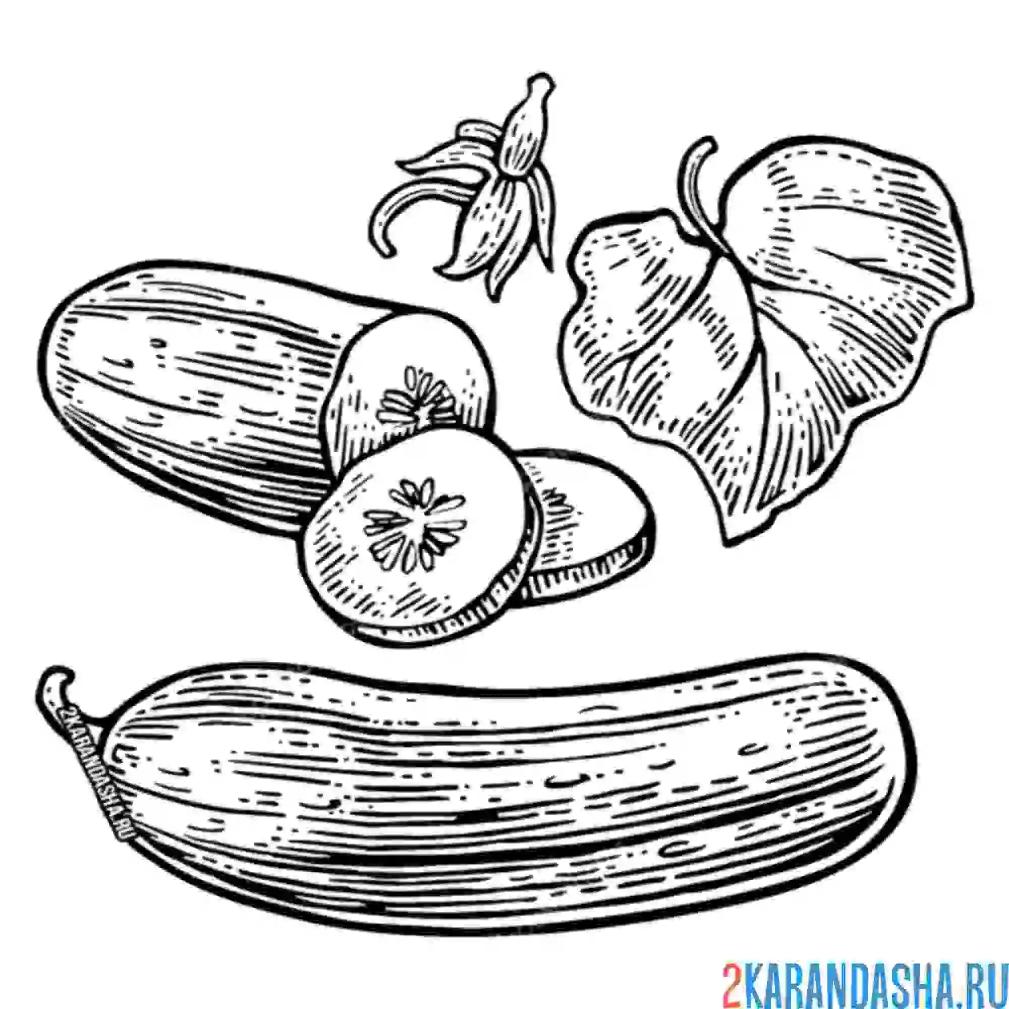 Раскраска настоящий огурец овощ