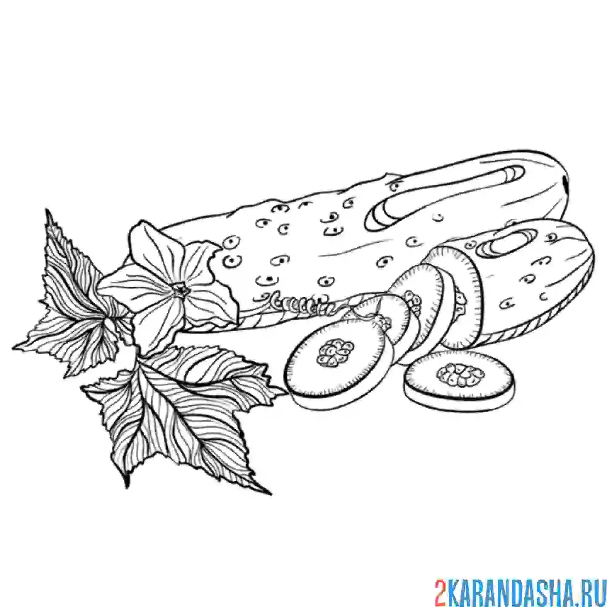 Раскраска огурец кольцами