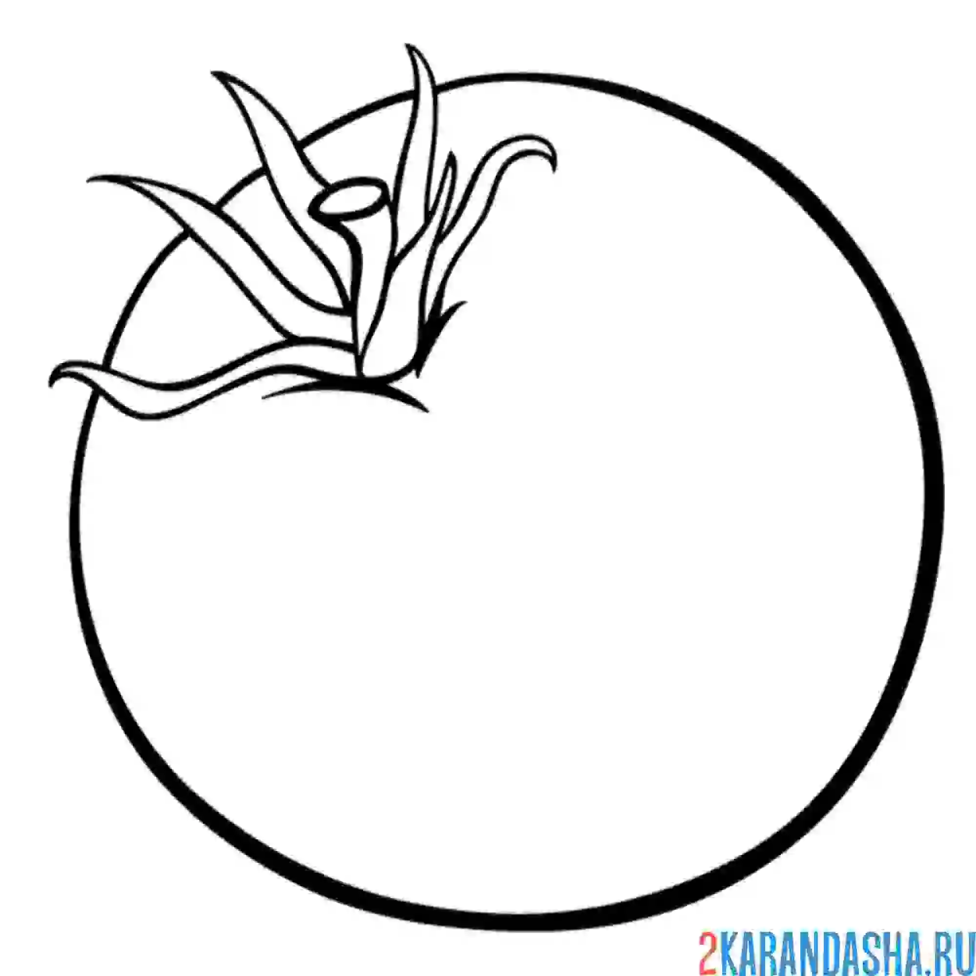 Раскраска настоящий помидор