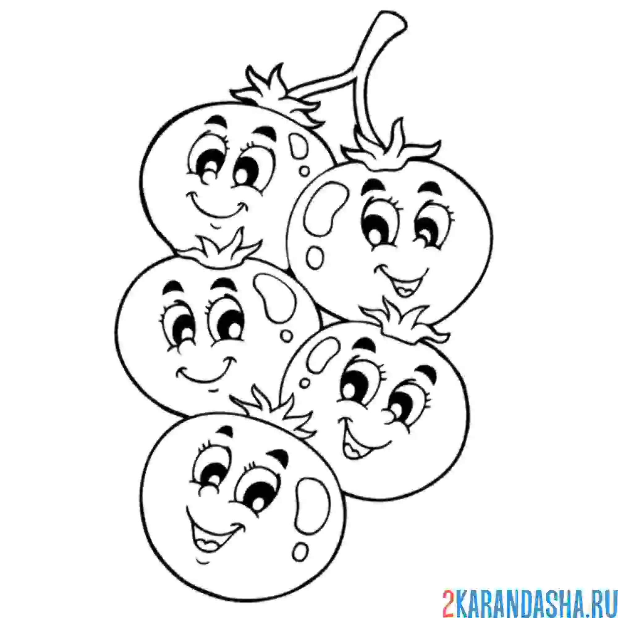 Раскраска томат черри на ветке