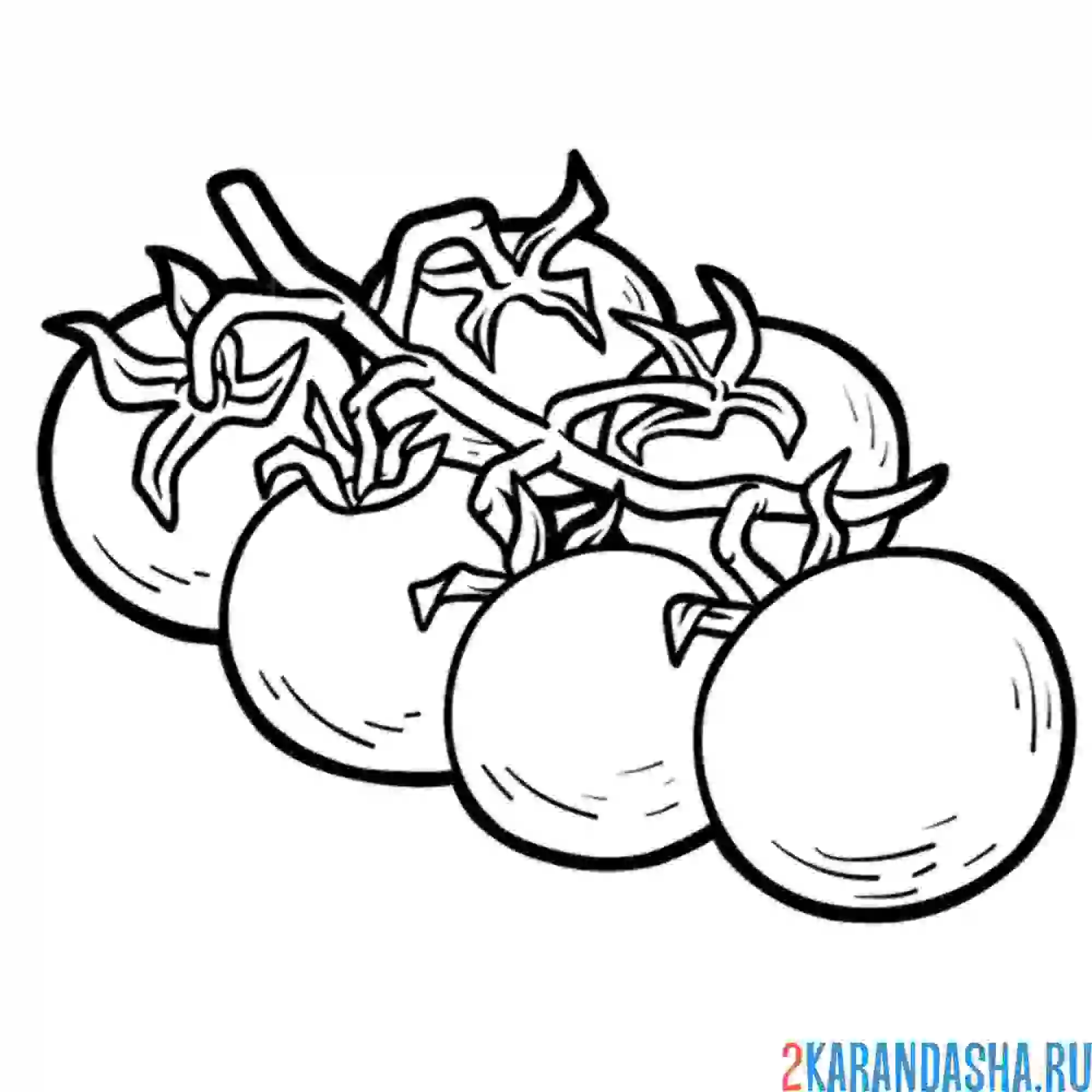 Раскраска помидор на ветке