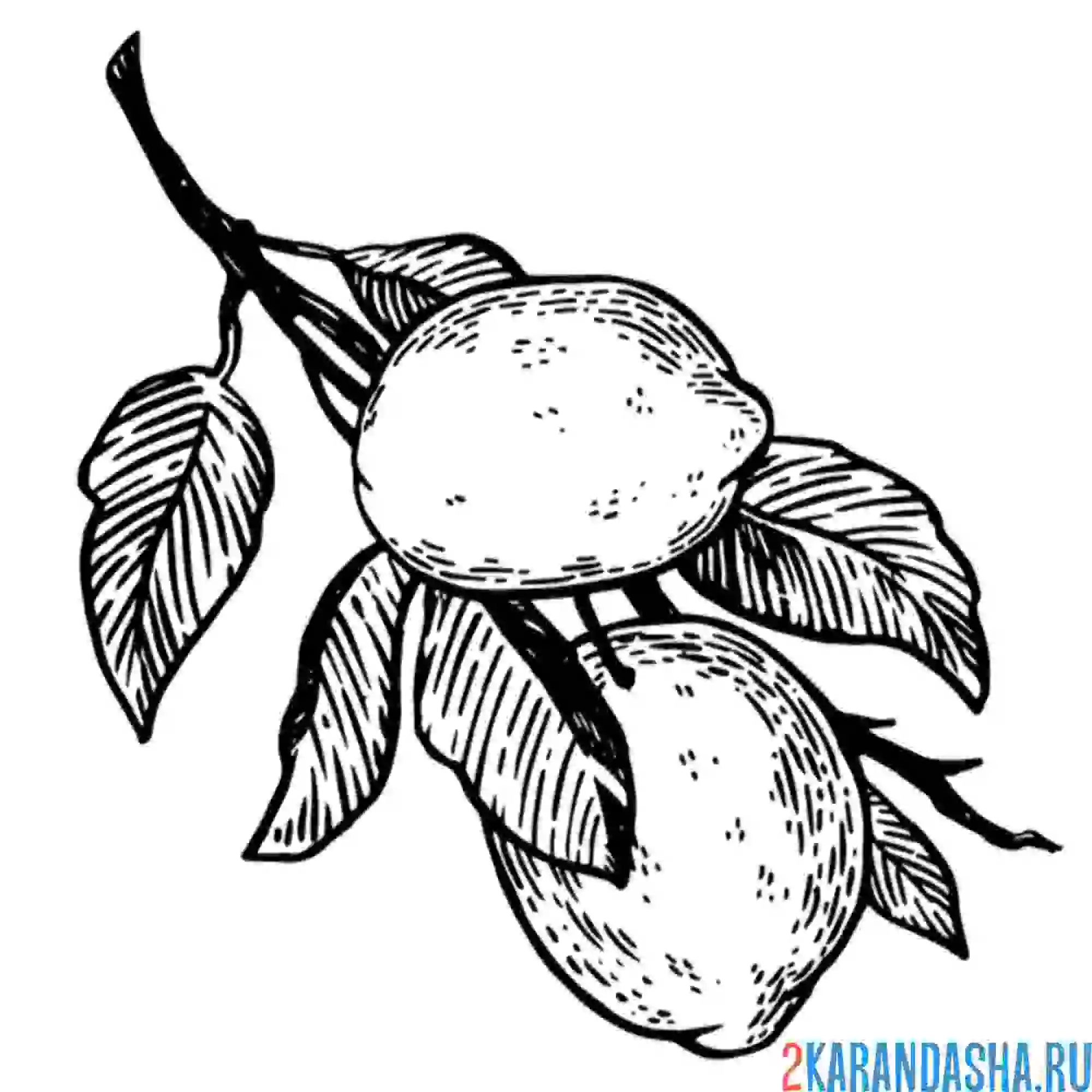 Раскраска ветка с лимонами