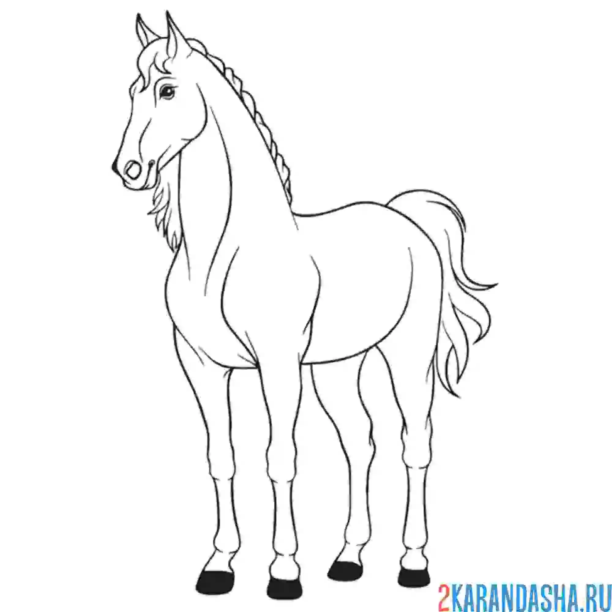 Раскраска статный конь лошадь