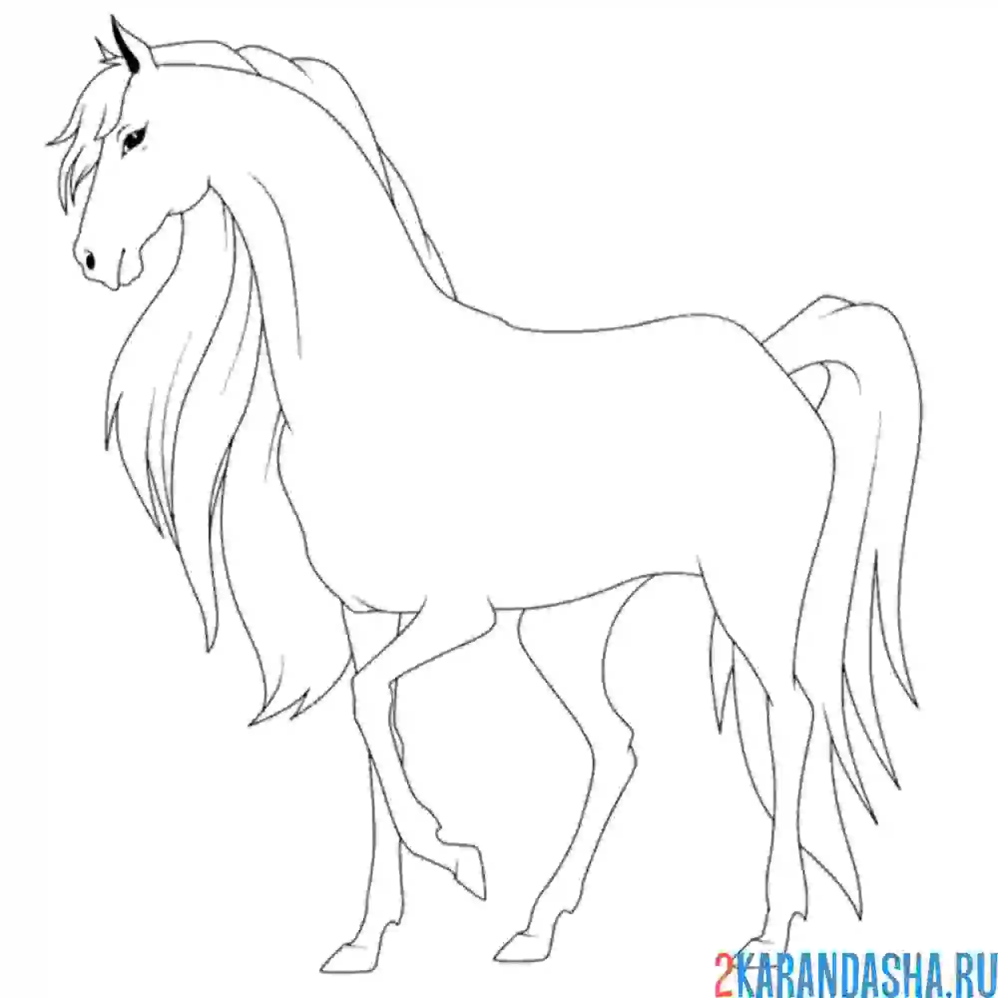 Раскраска статная лошадь