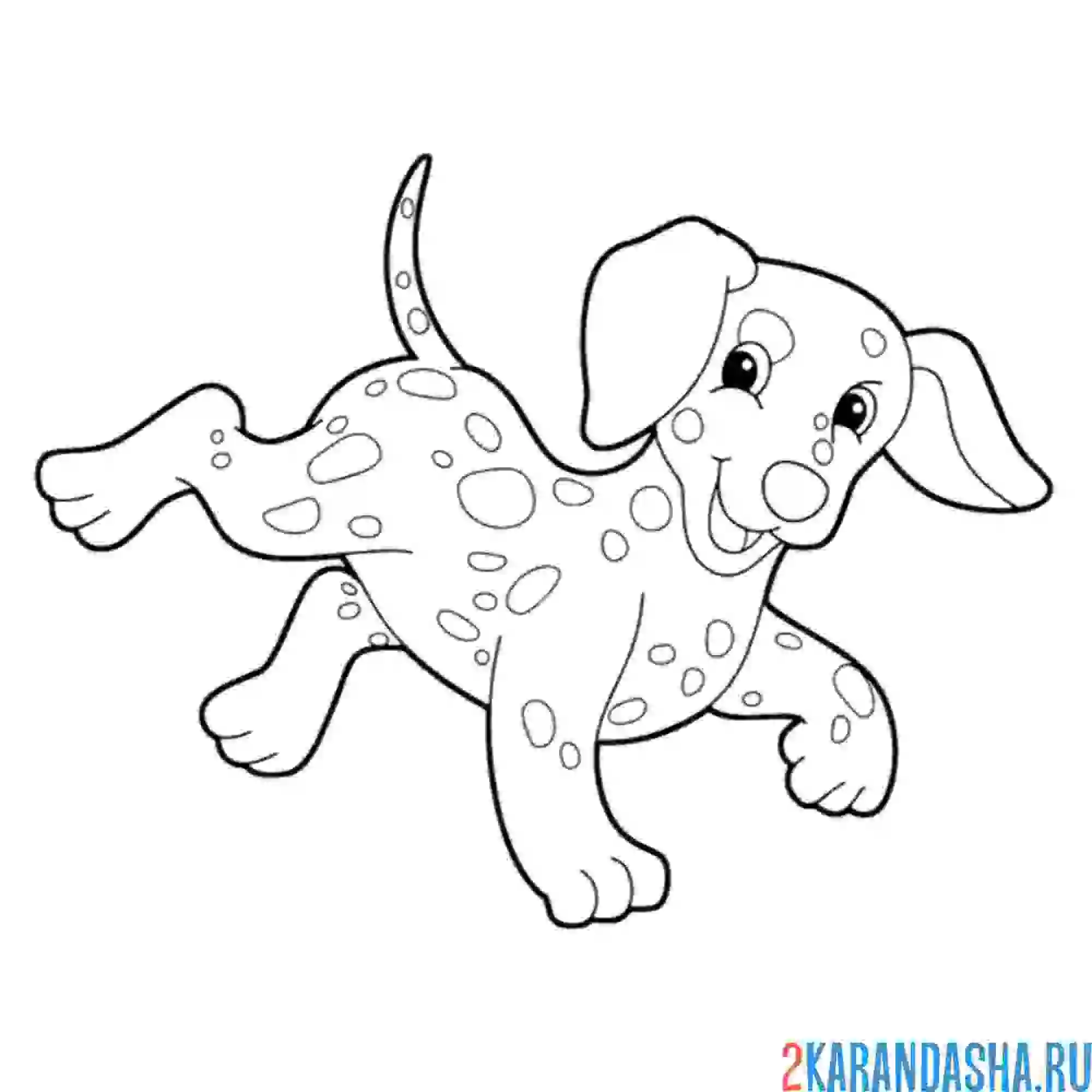 Раскраска собака далматин (далматинец)