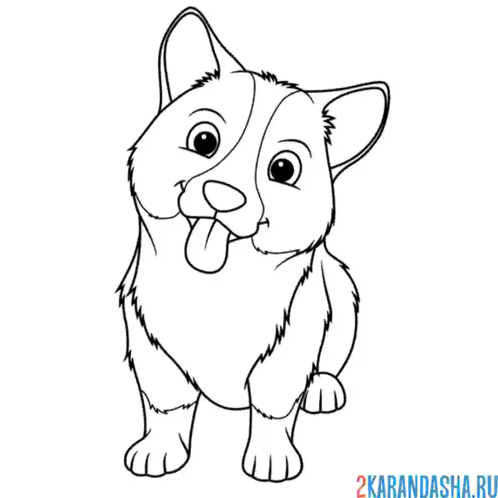 Раскраска собака корги