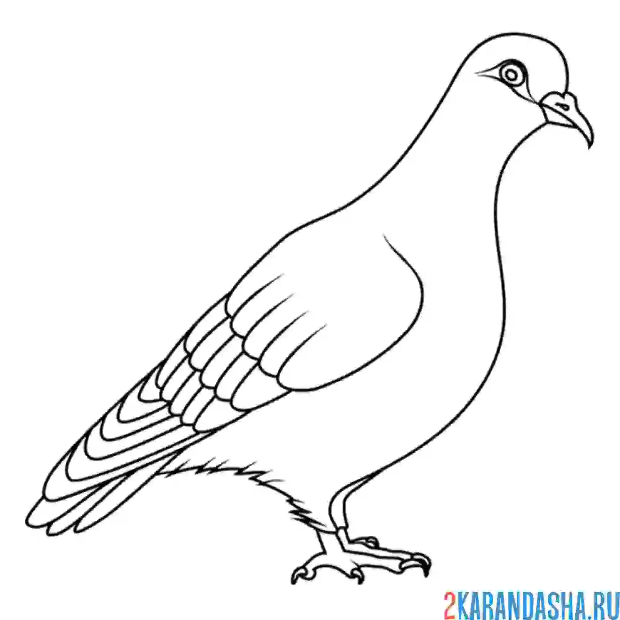 Раскраска голубь городской