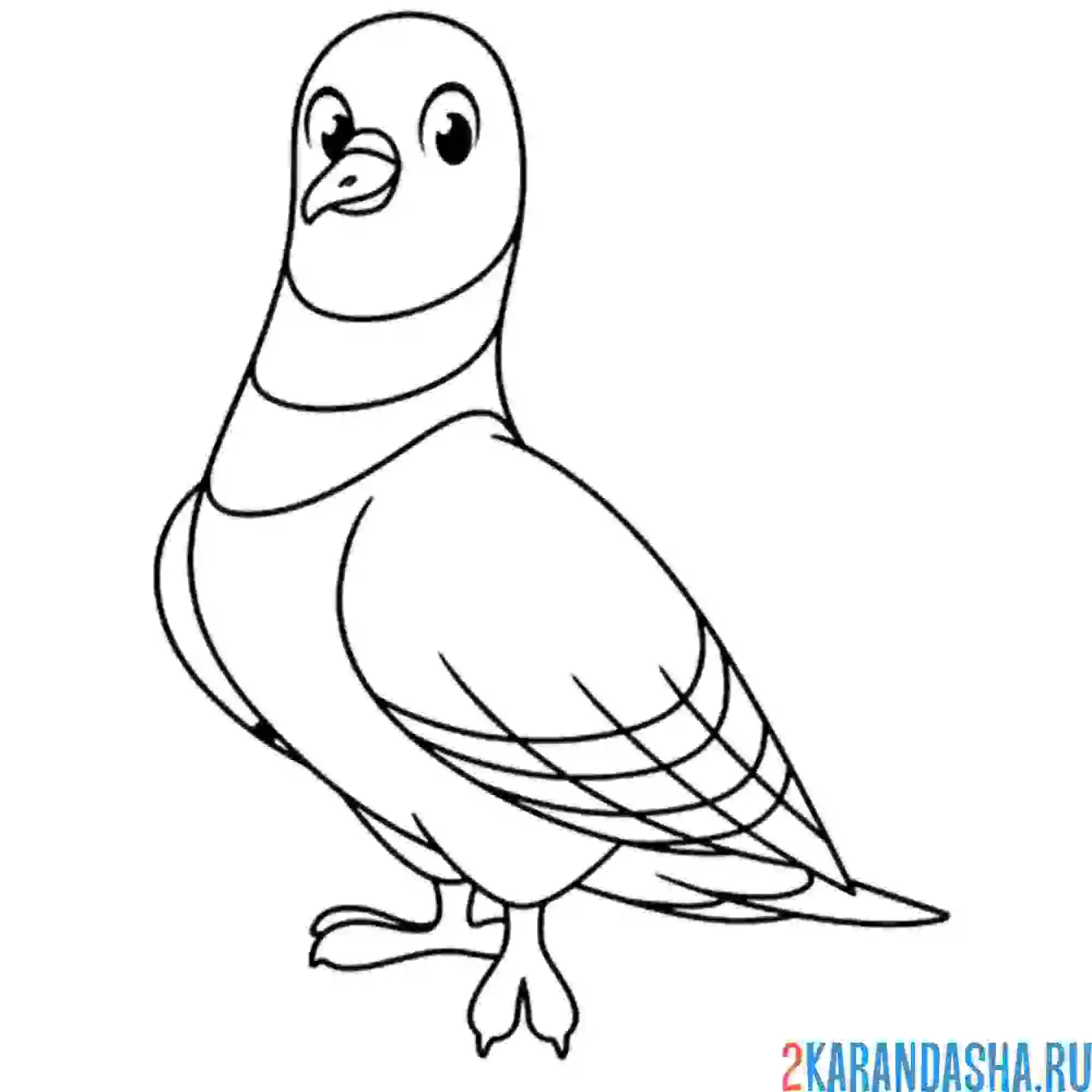 Раскраска голубь заинтересованный
