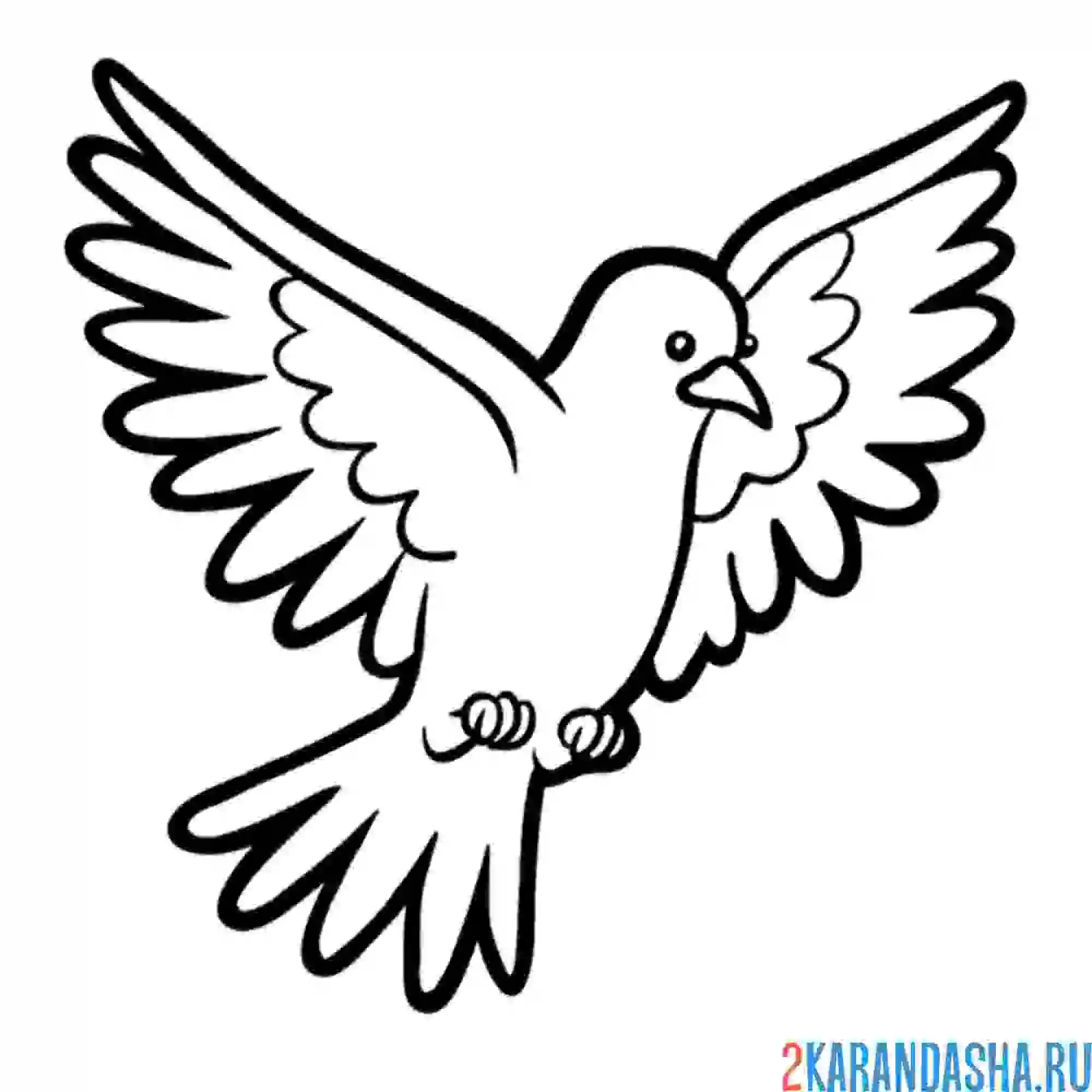 Раскраска серьезный голубь