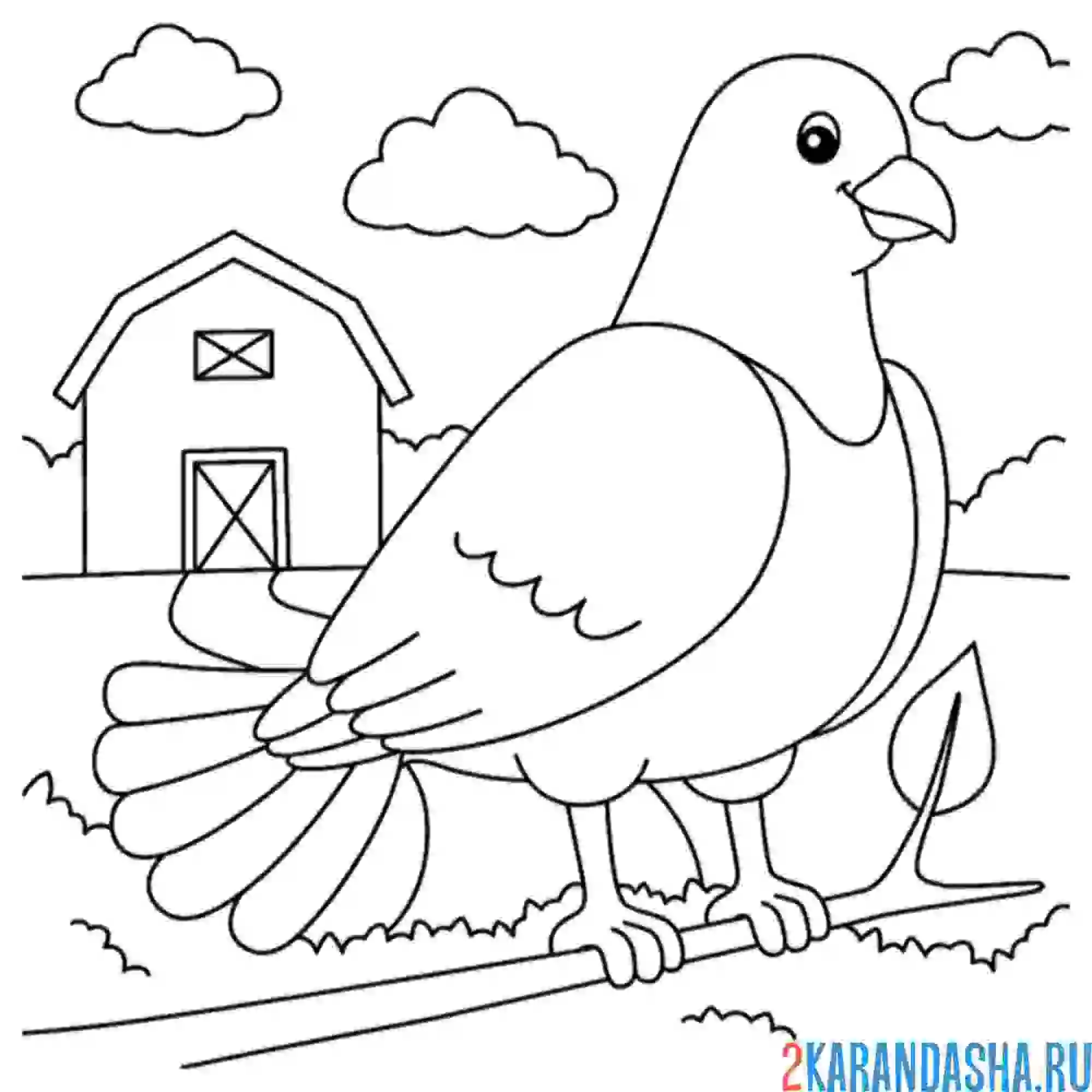 Раскраска голубь фермер
