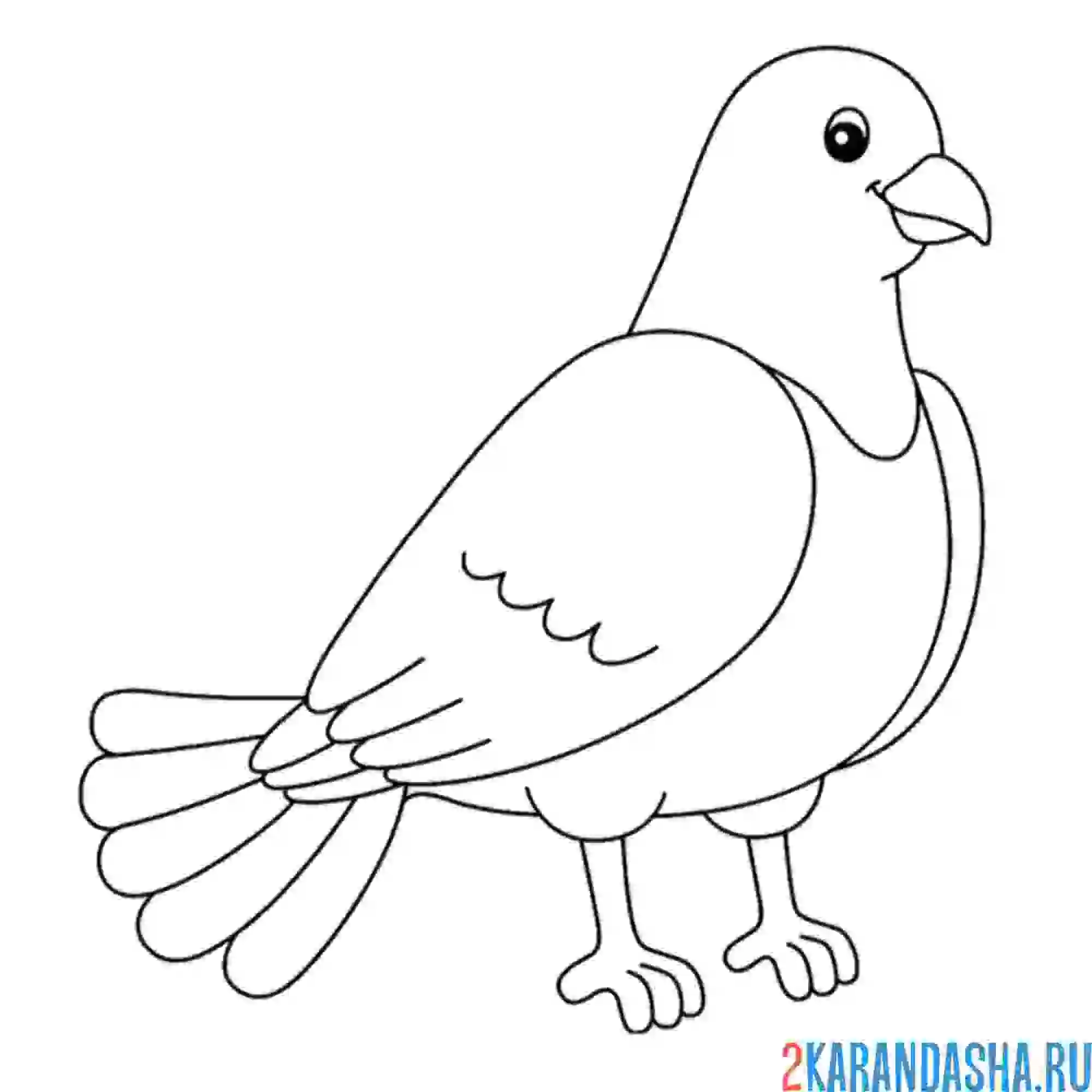 Раскраска голубь толстый