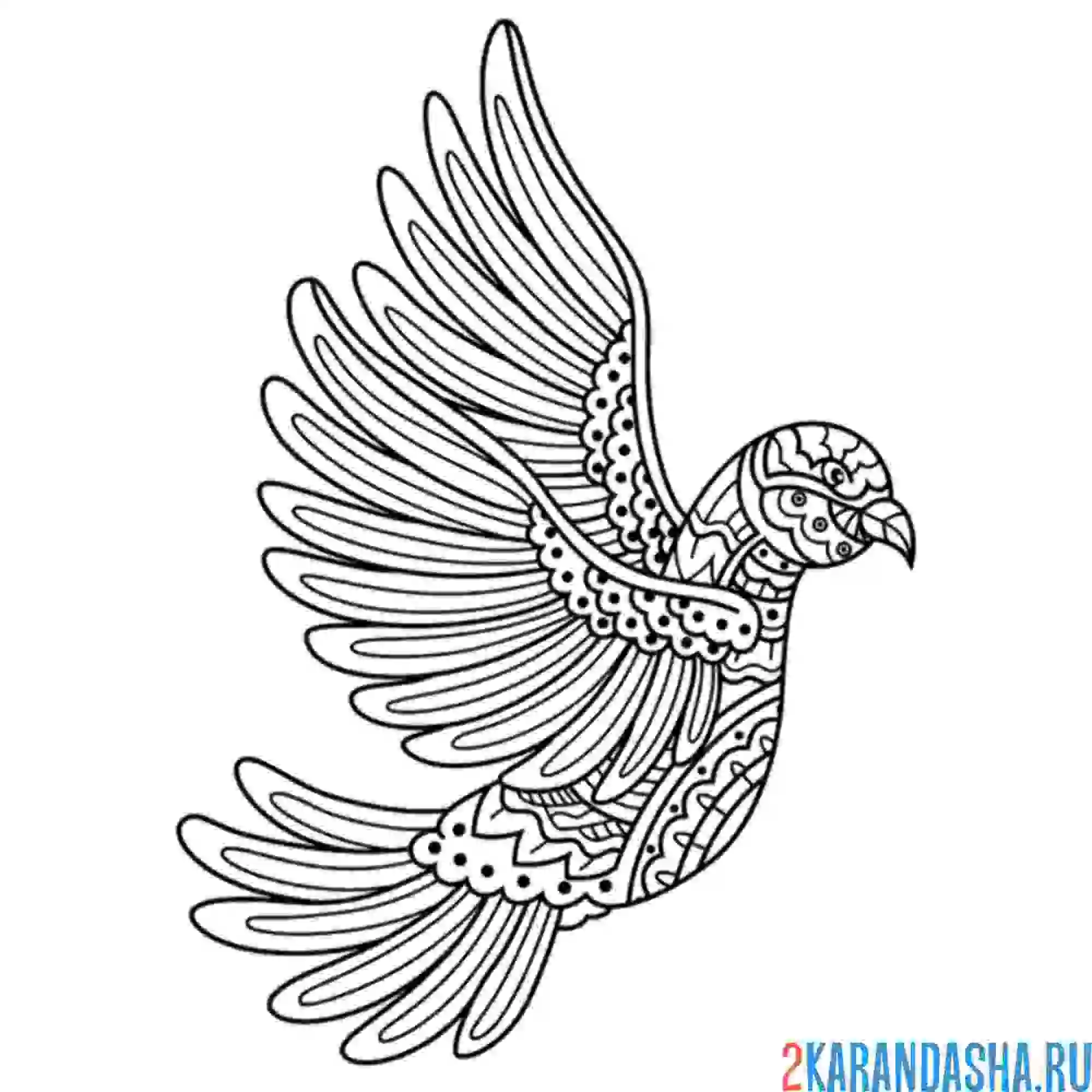 Раскраска голубь антистресс крылья