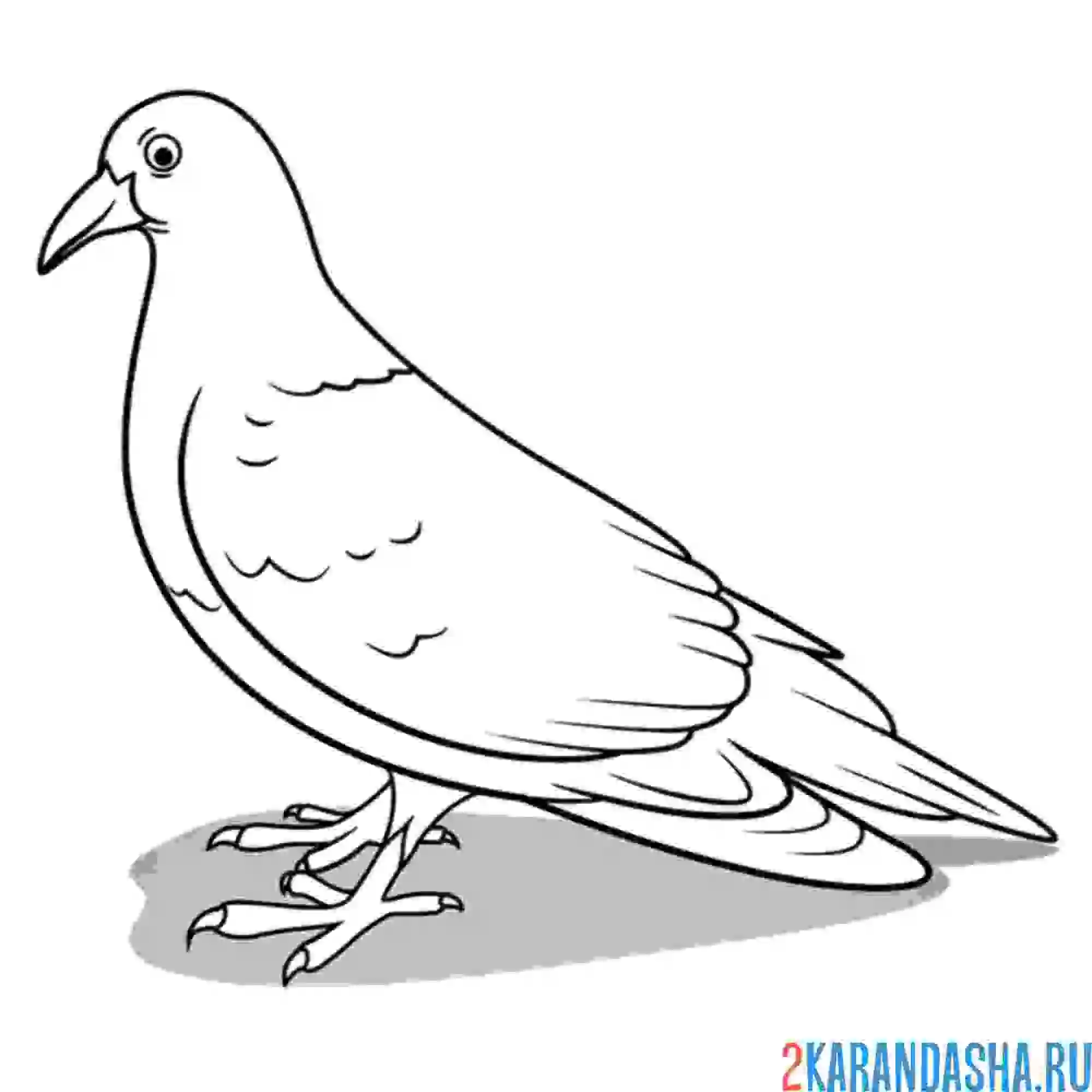 Раскраска настоящий живой голубь