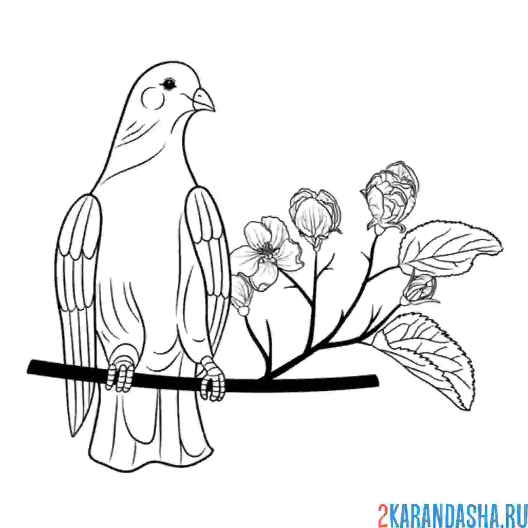 Раскраска голубь на ветке