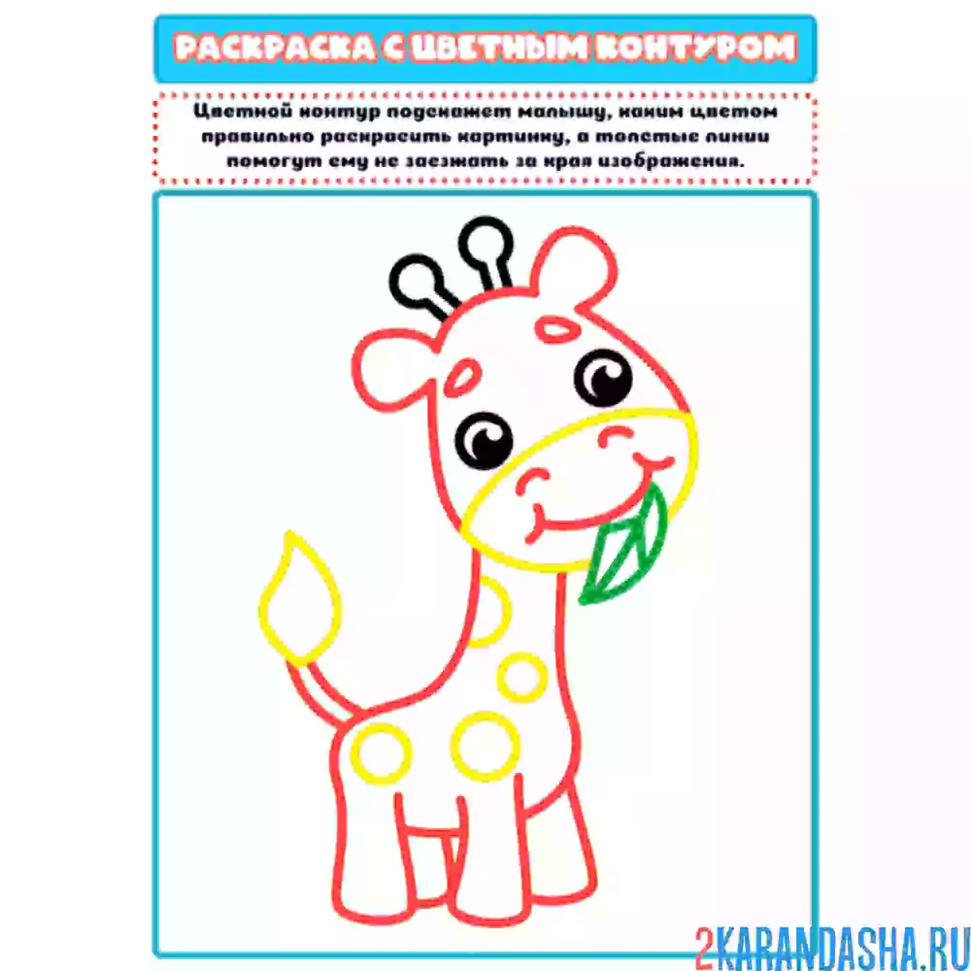 Раскраска с цветным контуром жираф