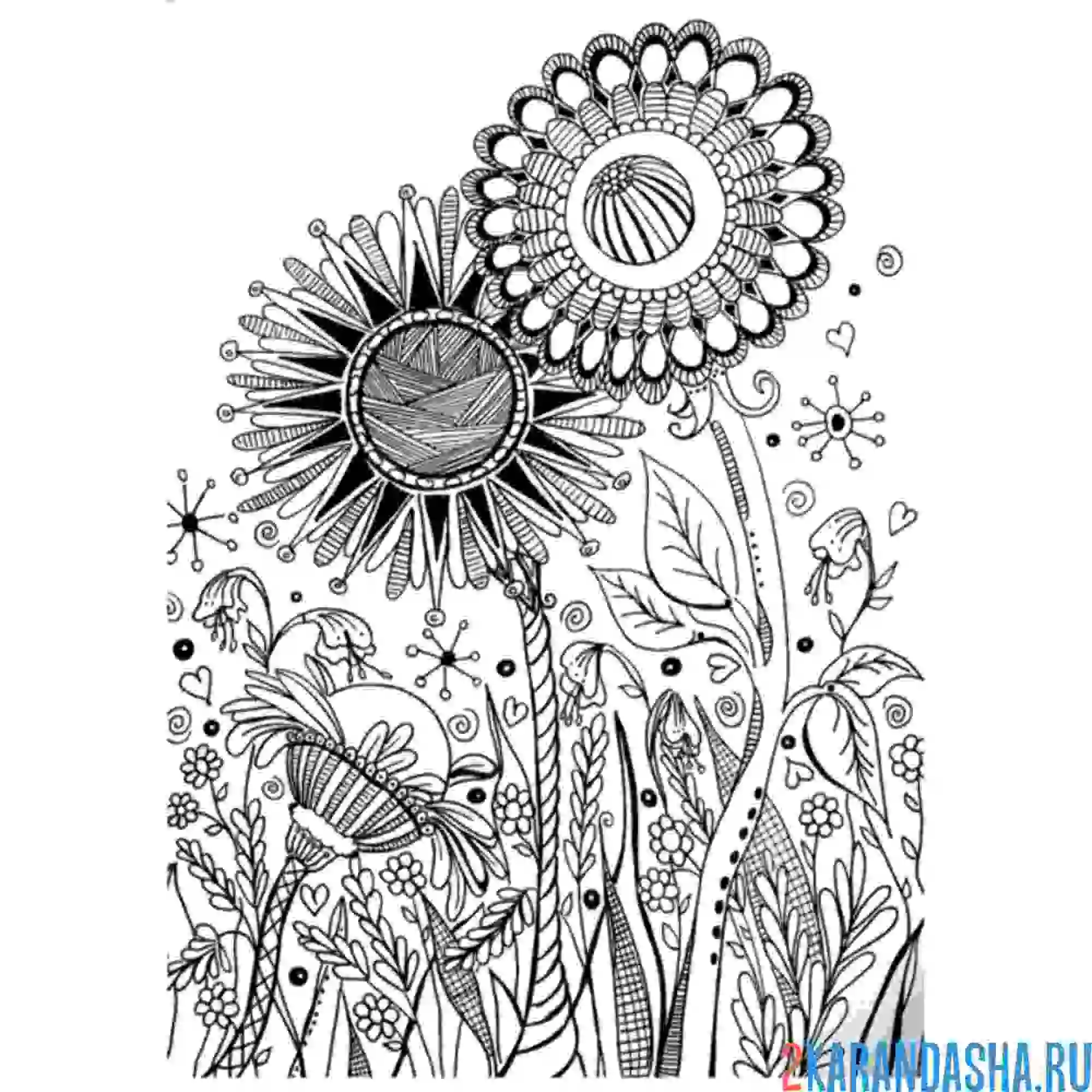 Раскраска полевые цветы арт-терапия