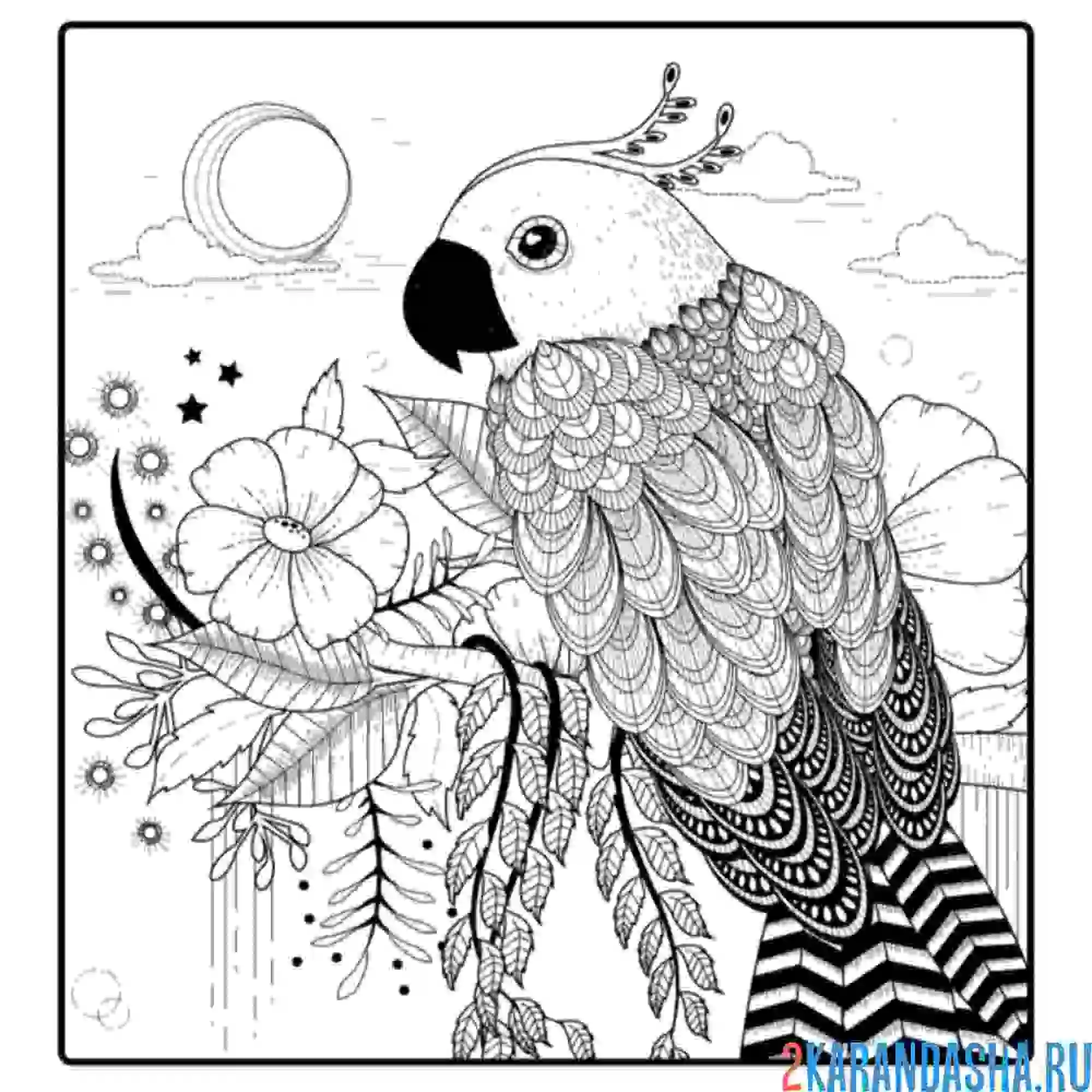 Раскраска попугай арт-терапия