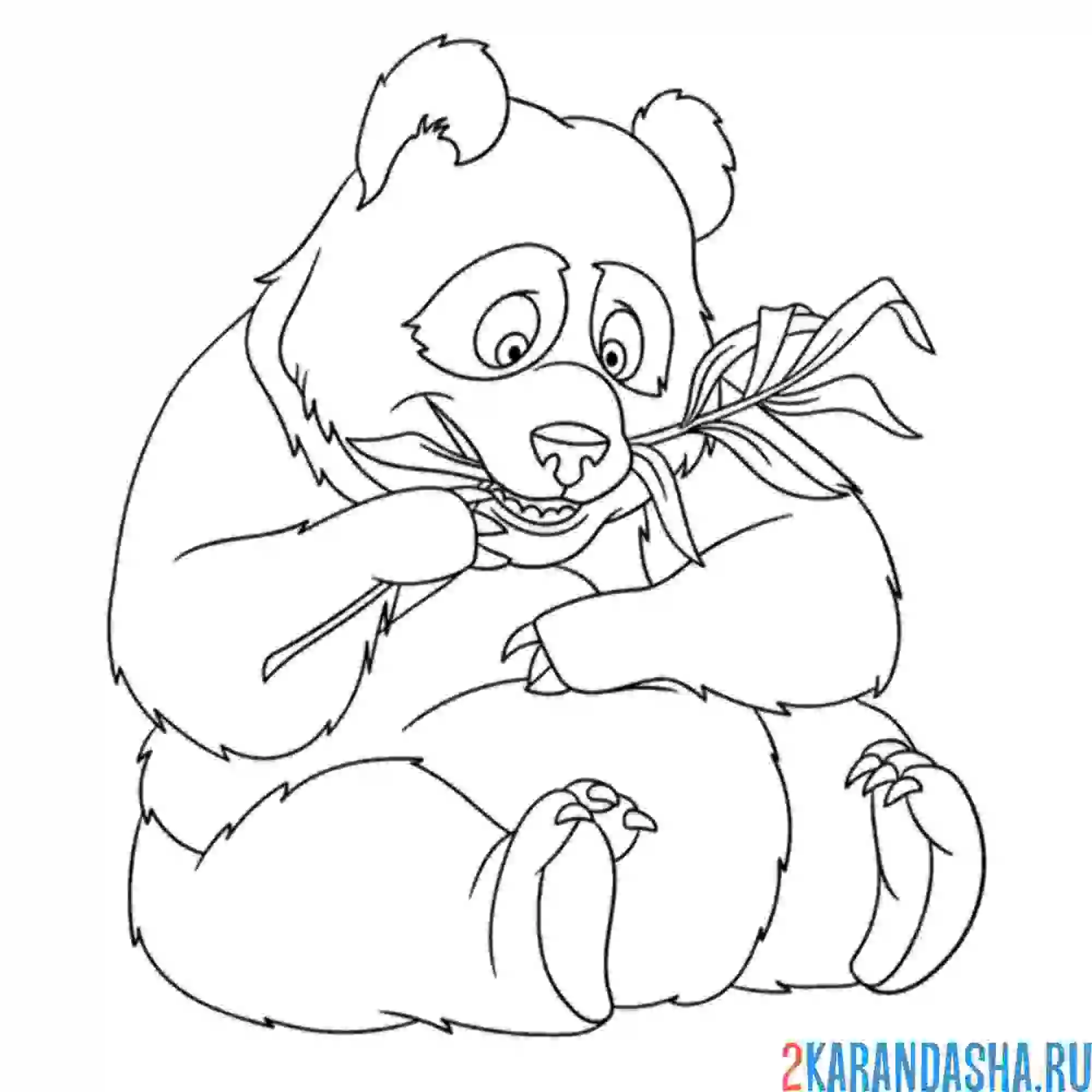 Раскраска панда ест бамбук